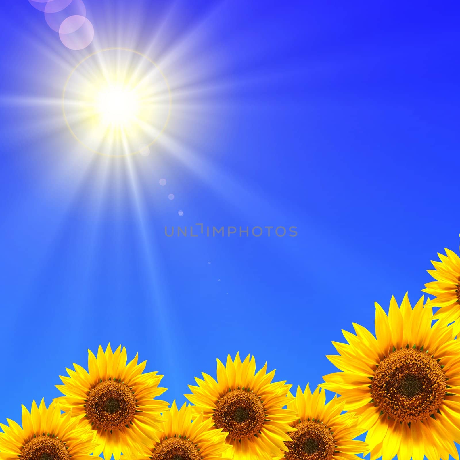 sunflower and blue sky by gunnar3000