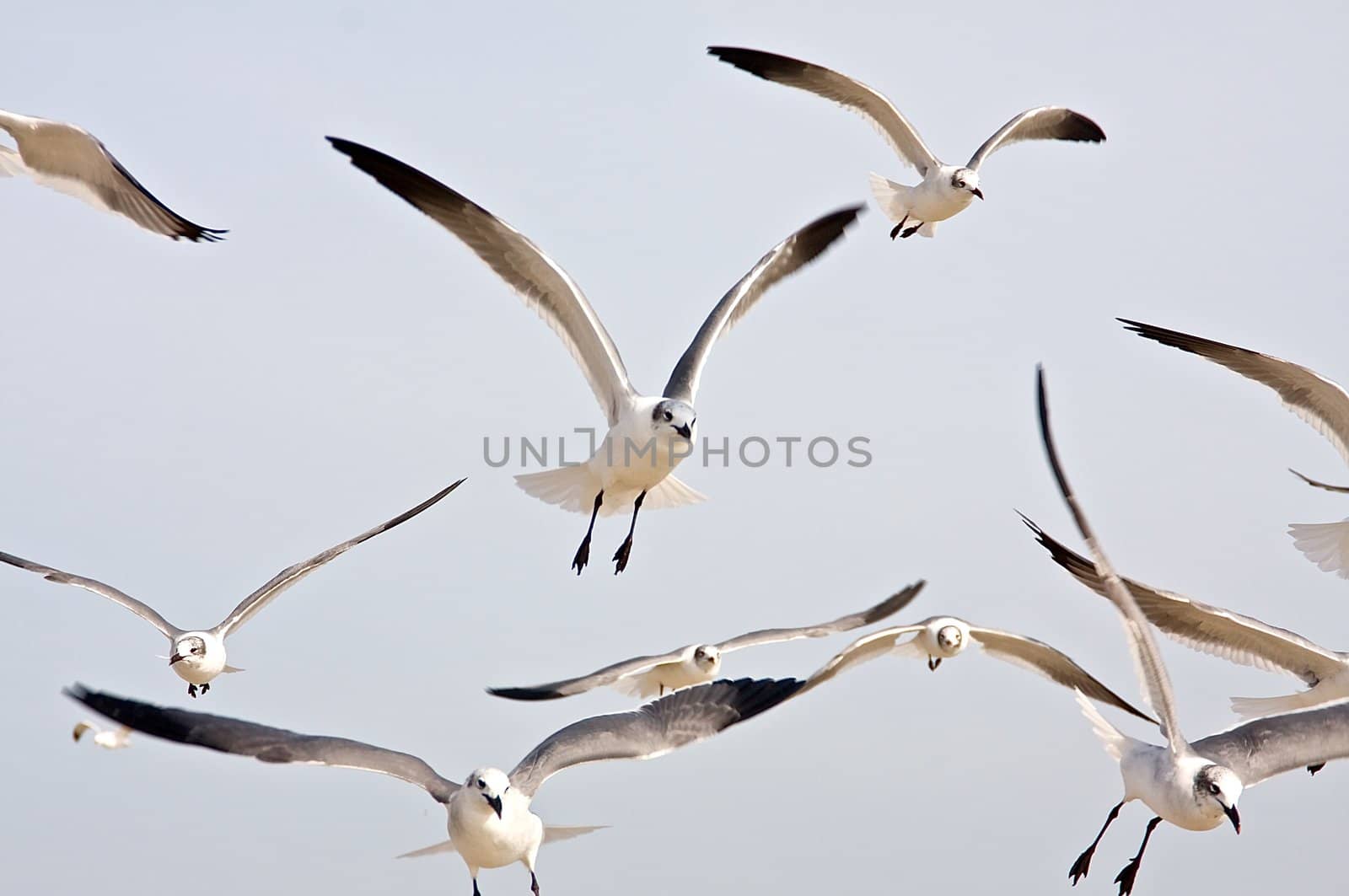 Seagulls by shalomyoseph