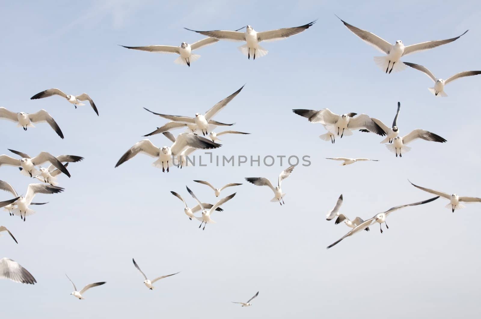 A flock of seagulls