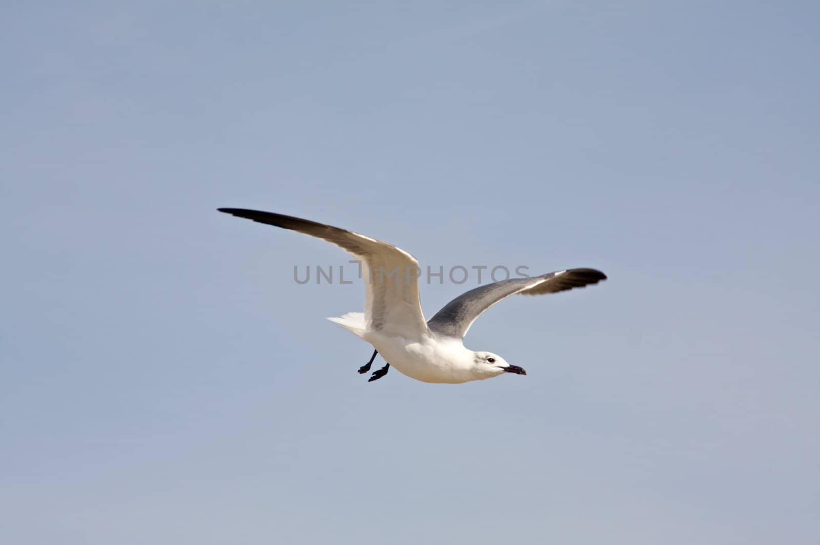 a single seagull in flight, over a blue sky