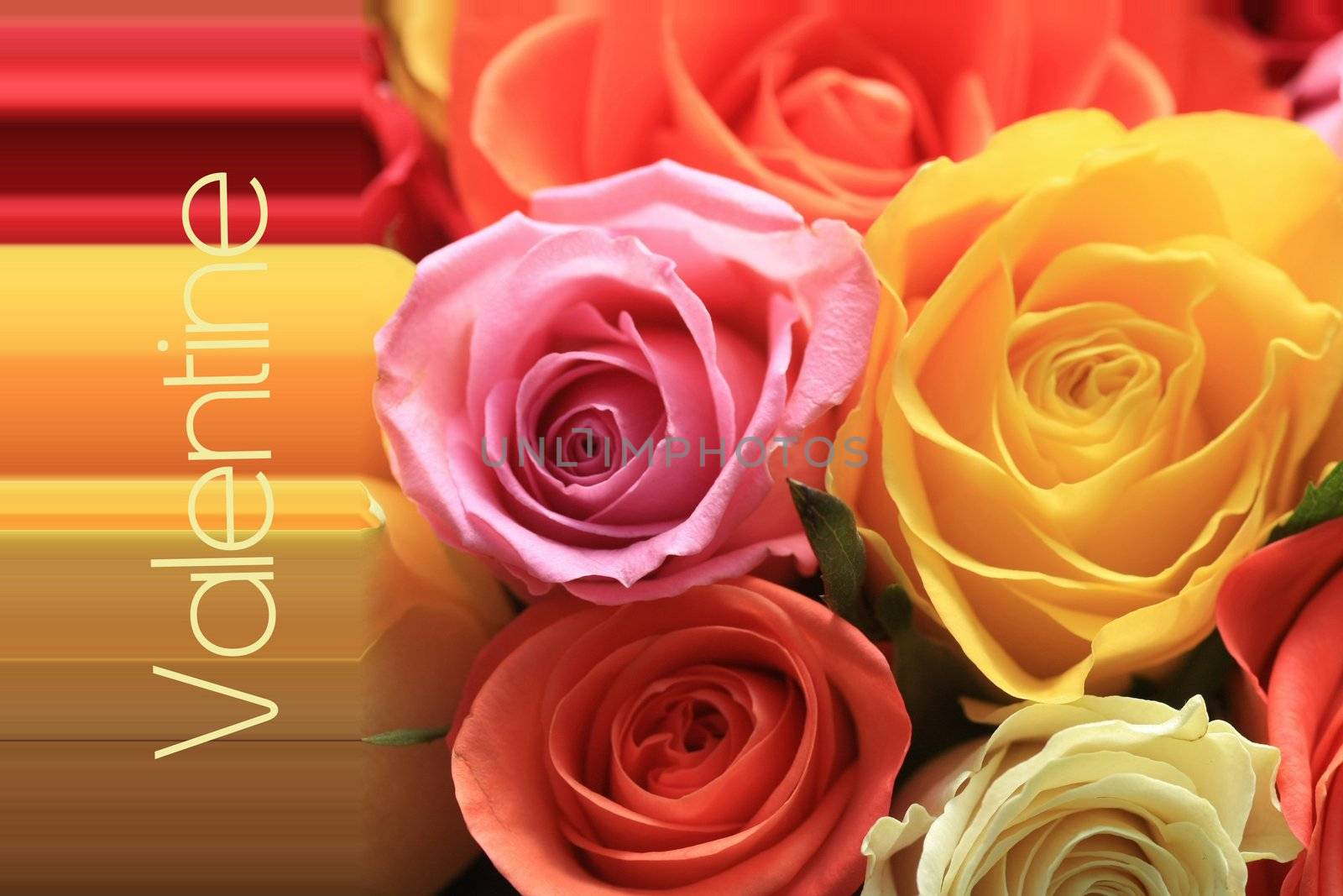 valentine rose greeting card