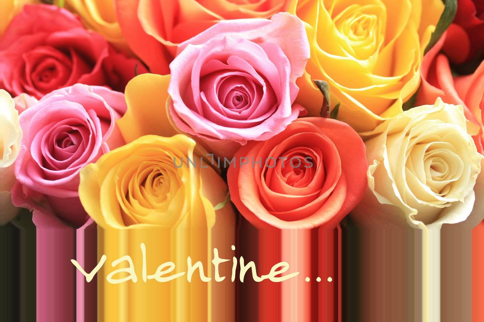 Valentine roses greeting card