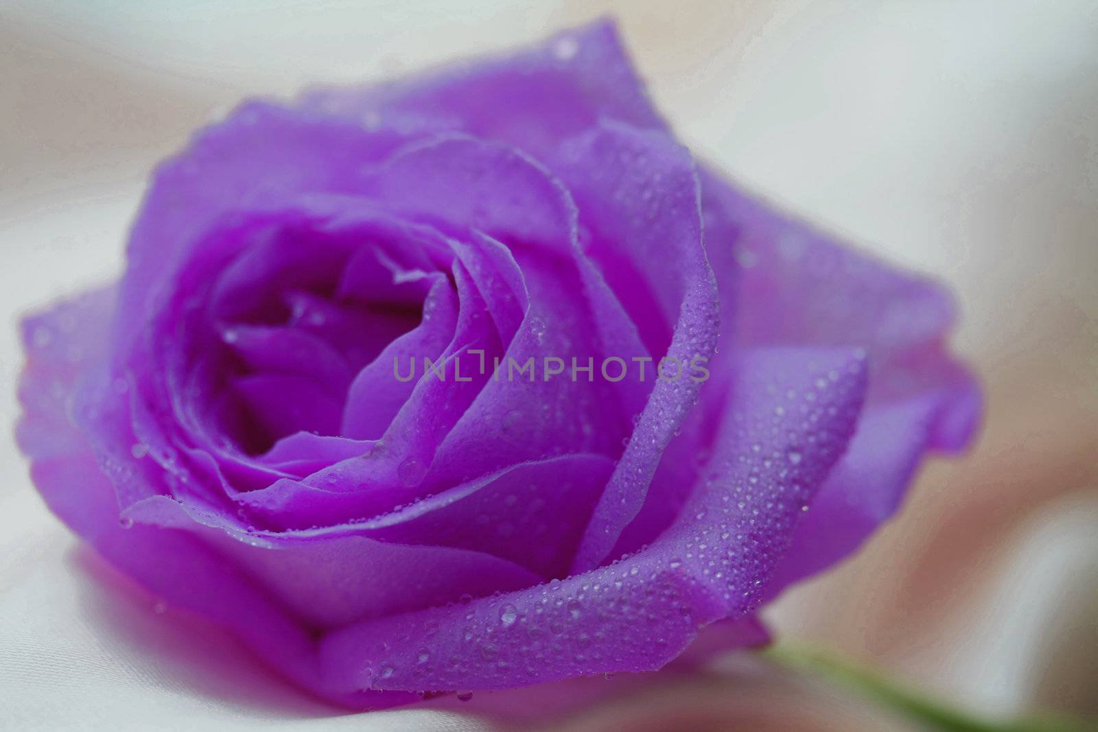 Single purple lila rose with waterdrops by studioportosabbia