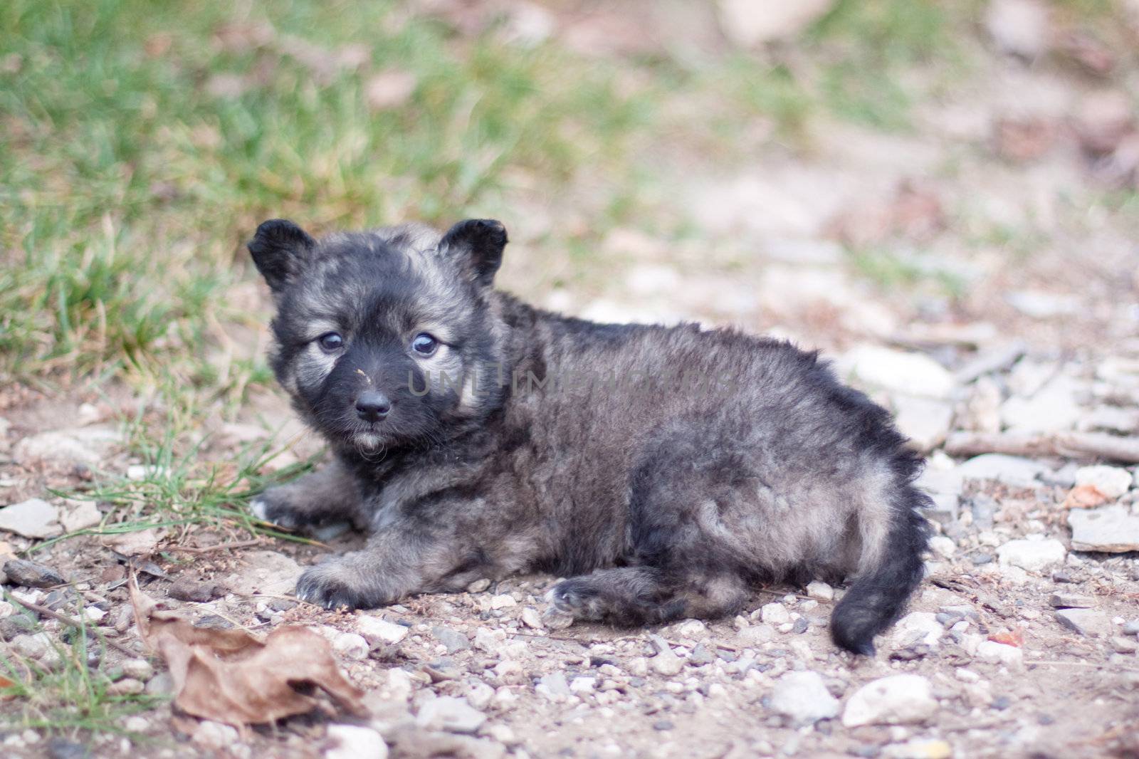 pitiful black puppy on road 
