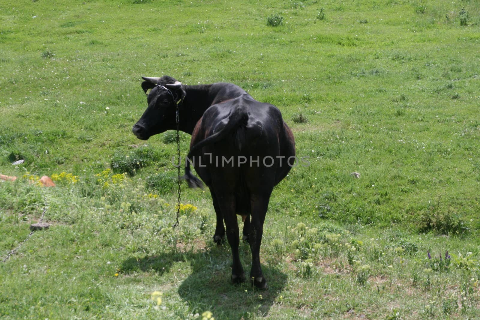 a black cow on green grass