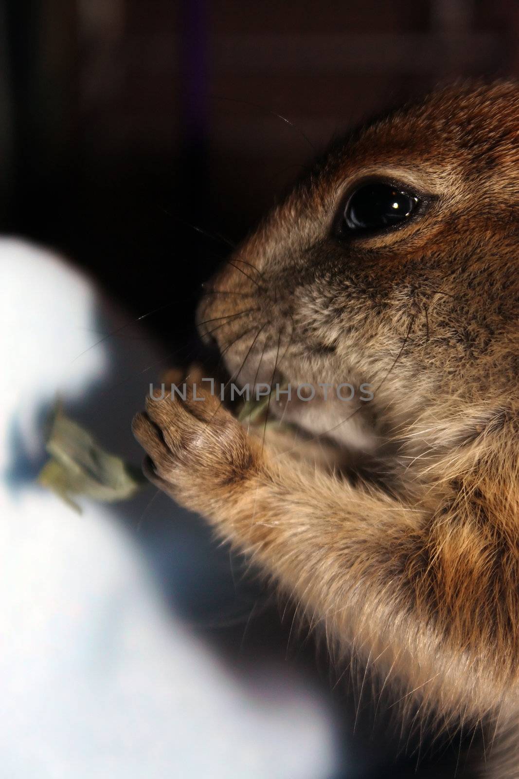 an adorable prairie dog snacks on a piece of timothy hay