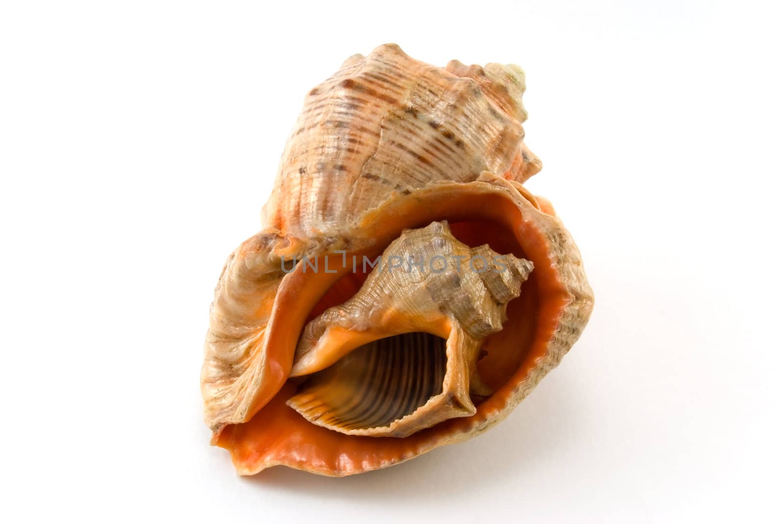 The small cockle-shell is inside the big cockle-shell