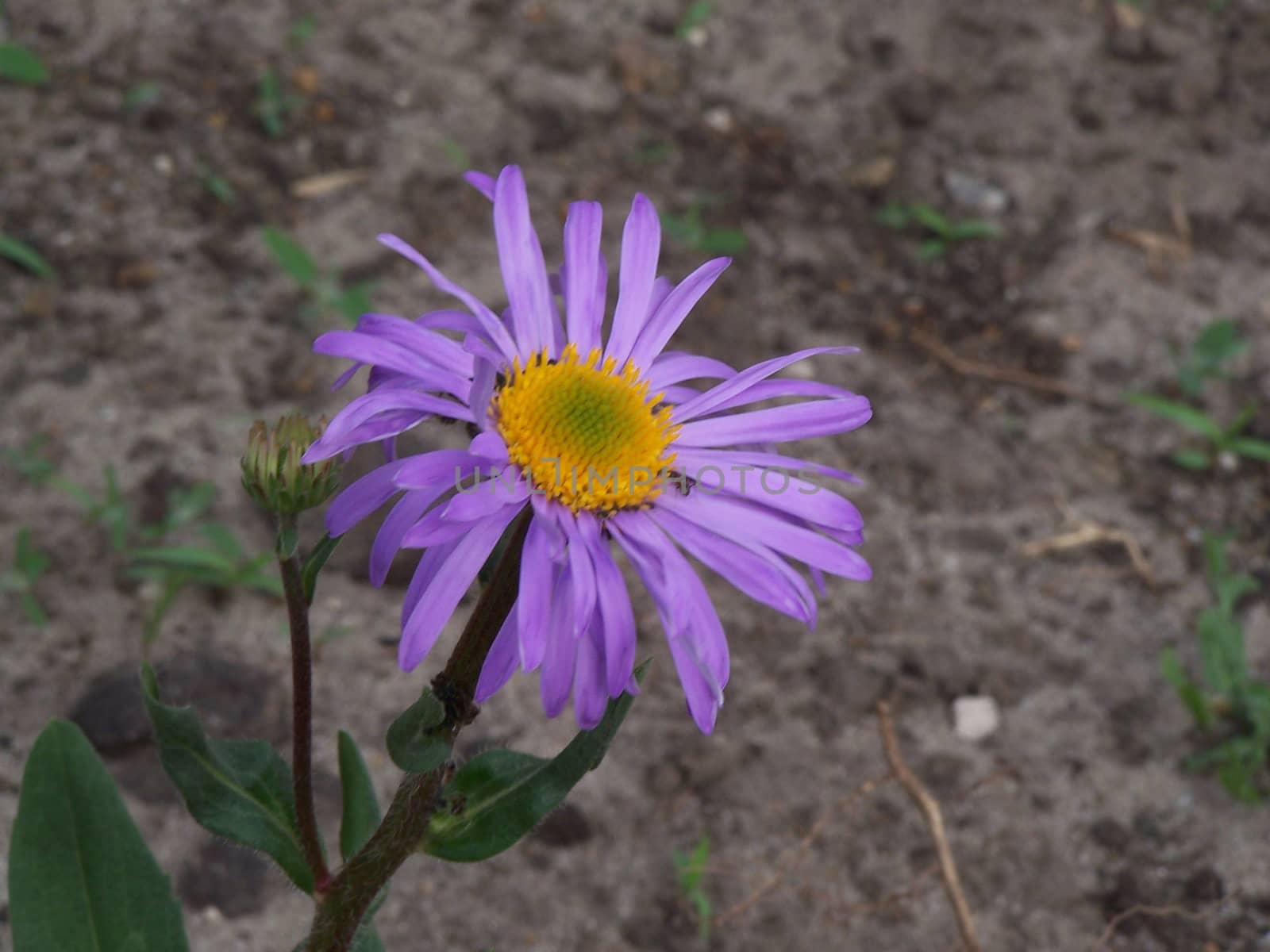 Purple camomile by Lessadar