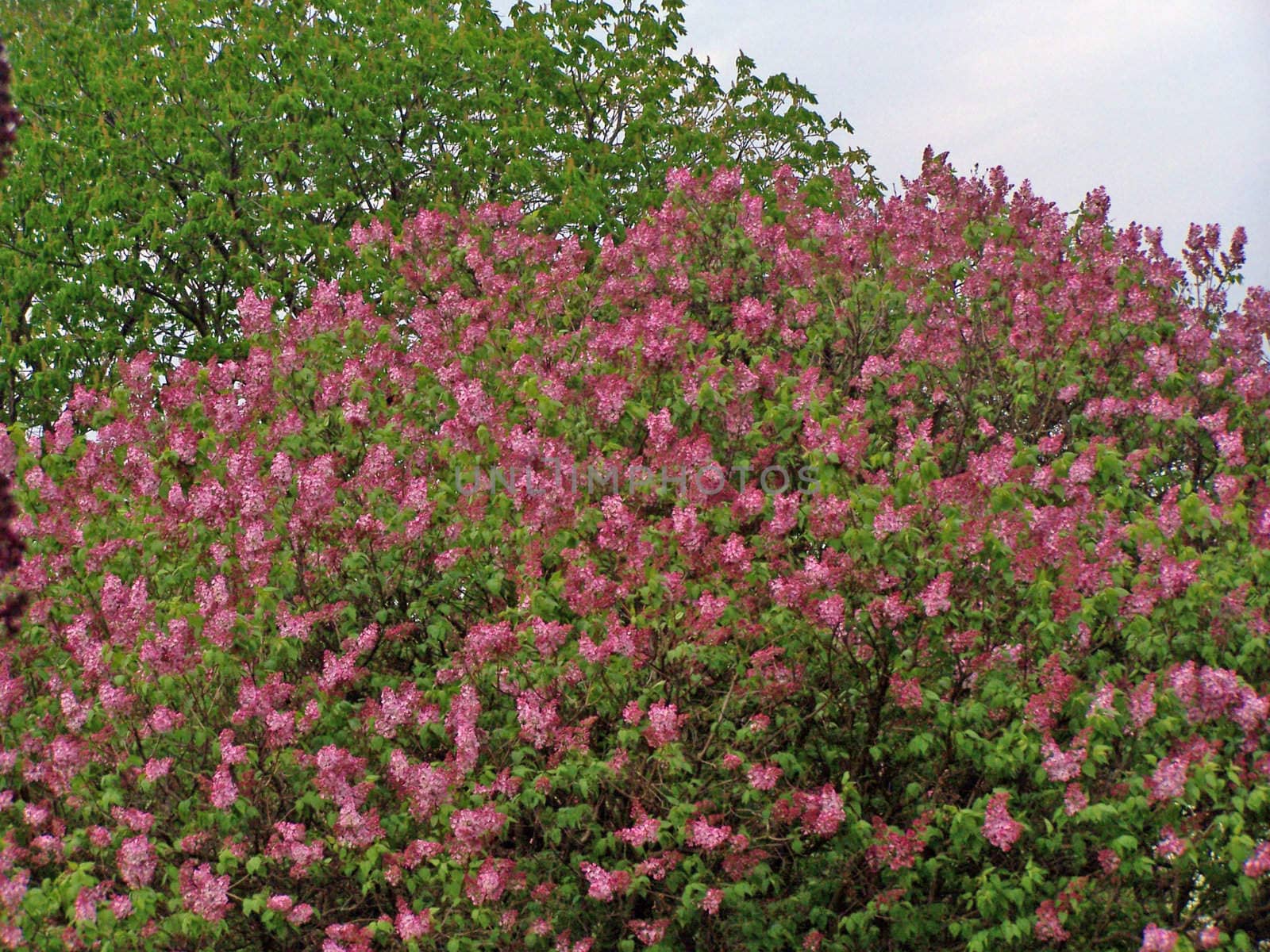 Bright purple lilac blooming in the garden.