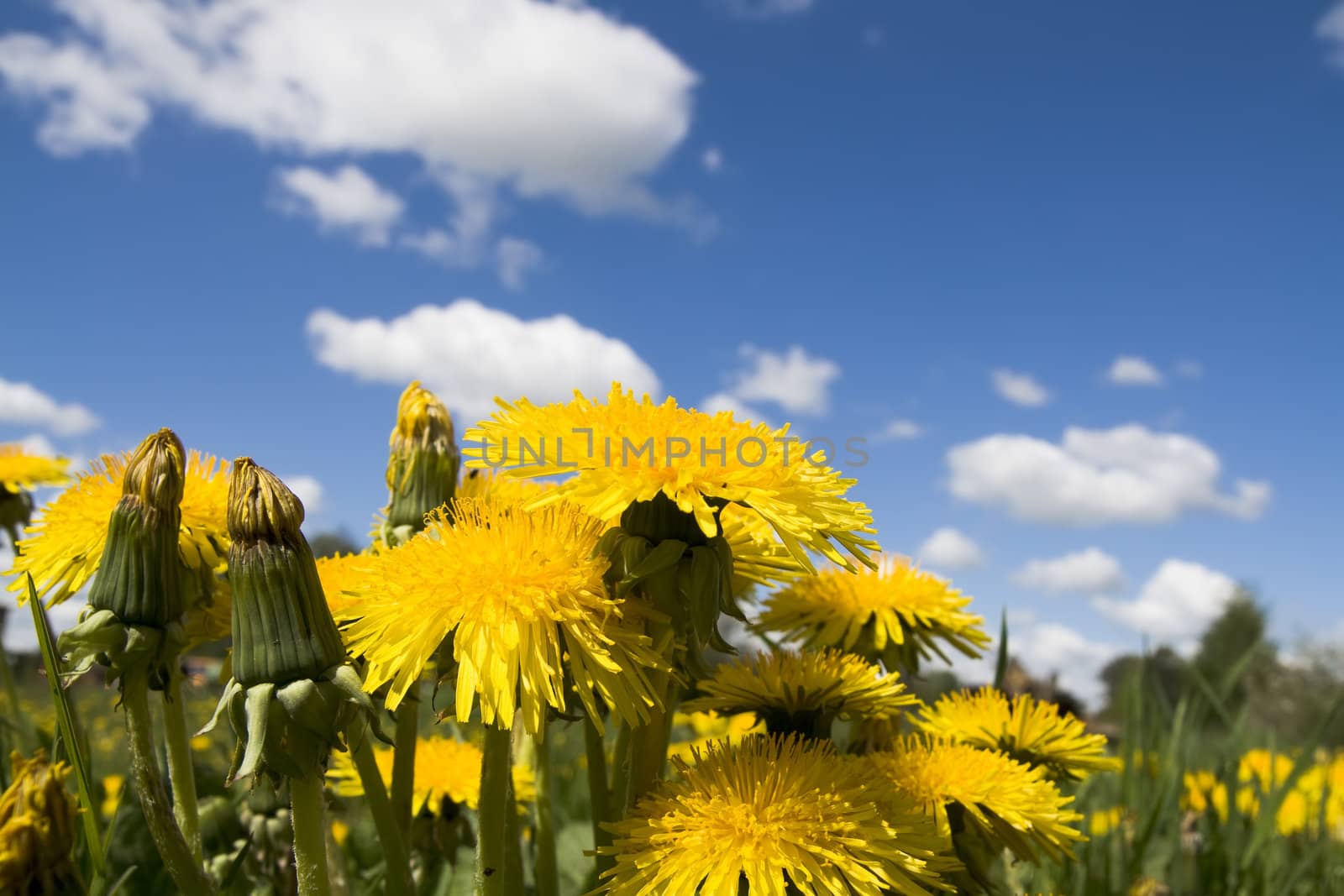 Flower dandelion on a background sky