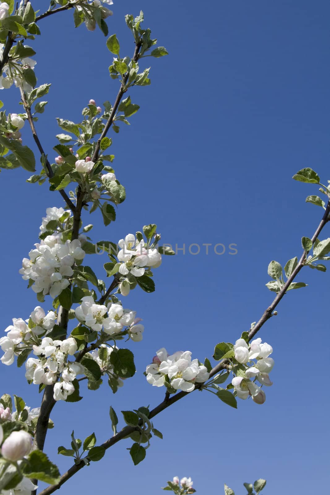Apple-tree branch on blue sky background