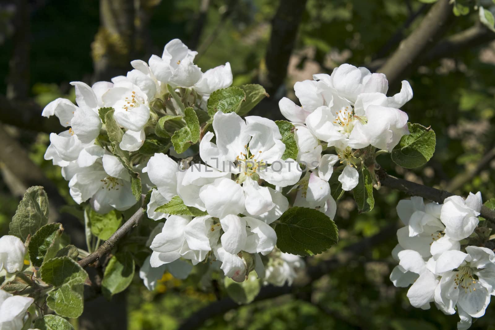 Branch apple-tree flowers. Macro shot