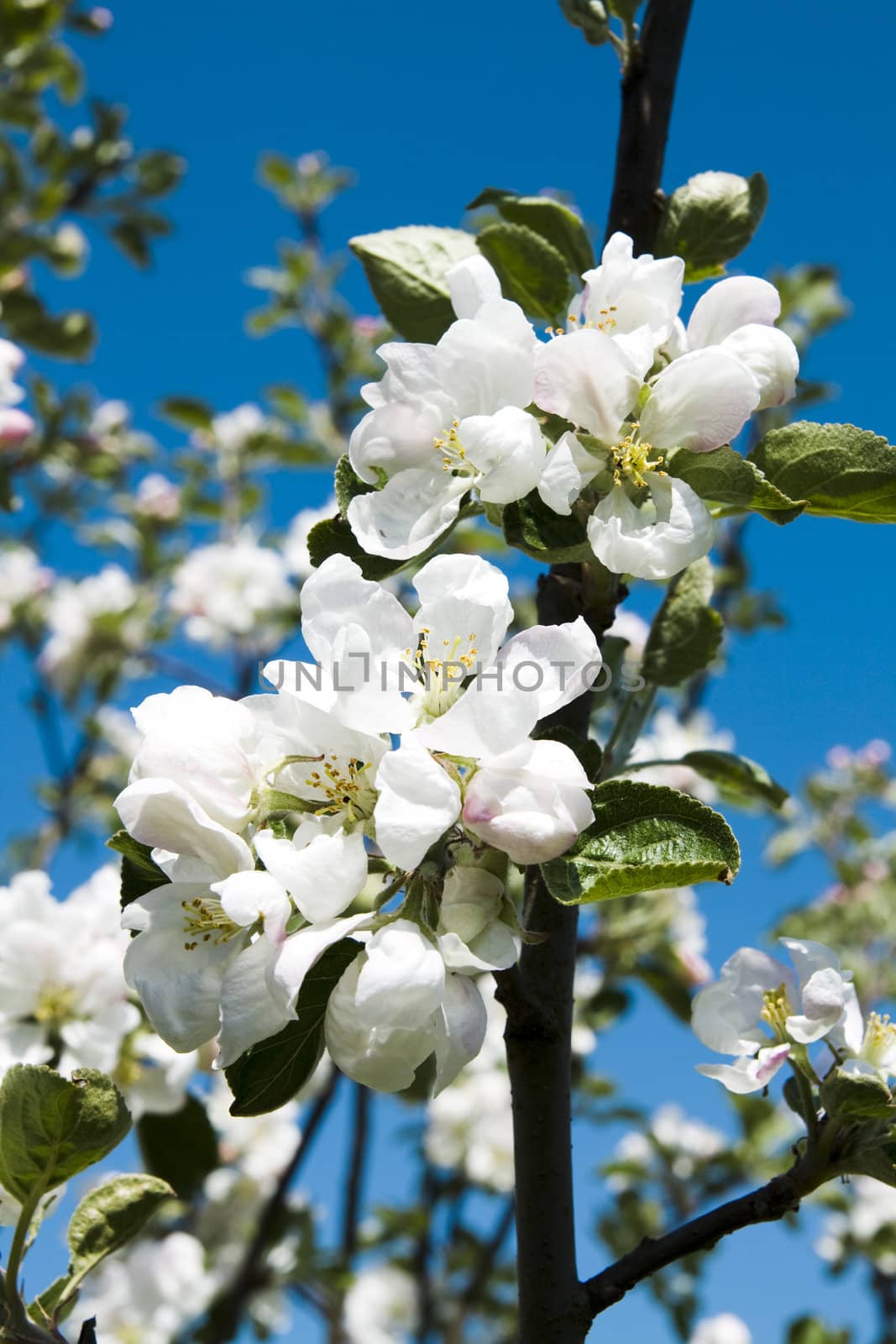 Branch apple-tree with beautiful flowers on blue sky background