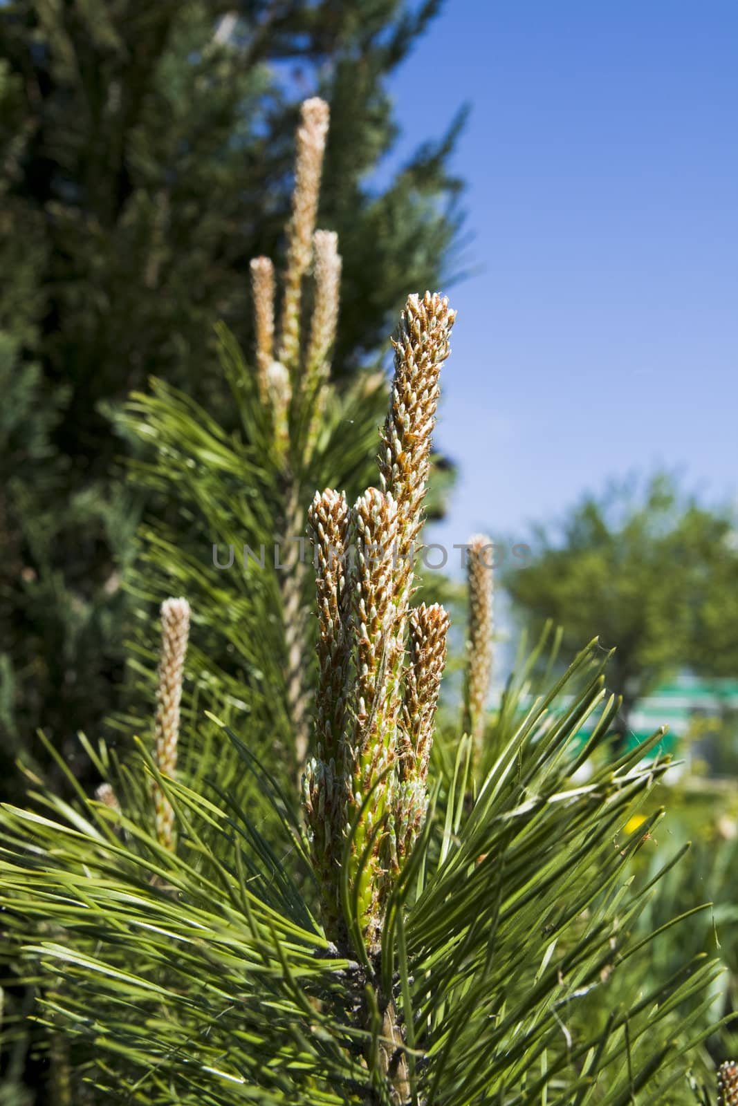 Image of a mountain pine bud under sunlight