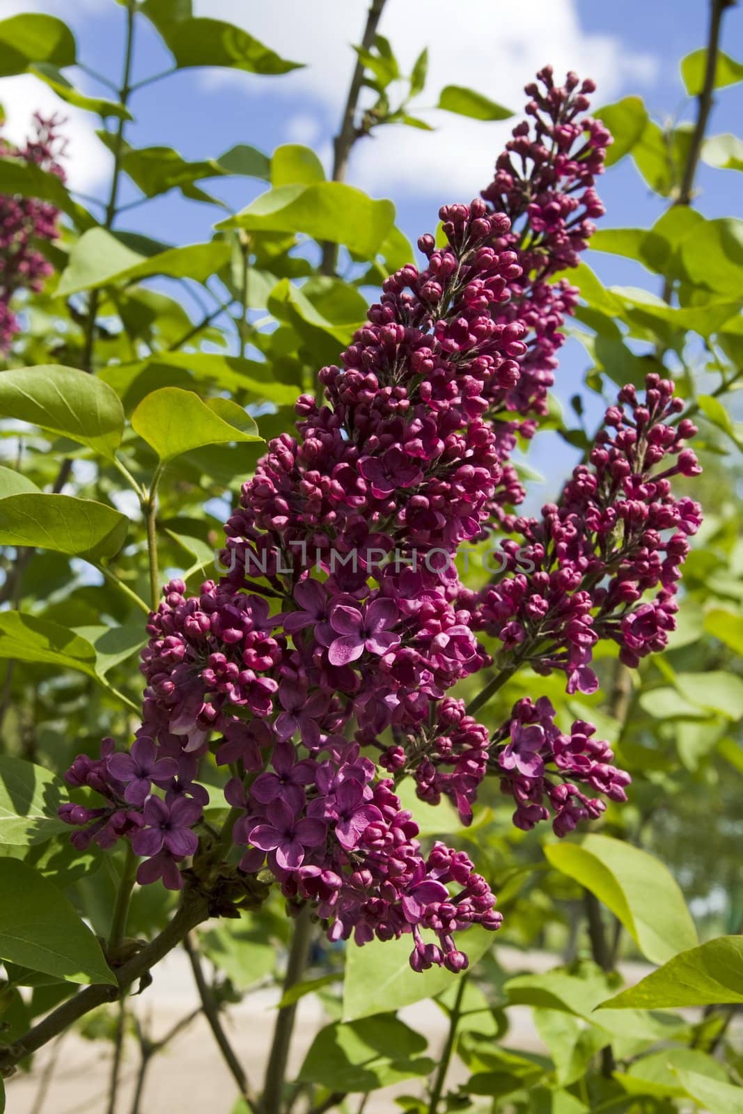 Purple flowers of lilac with leaves, fresh branches