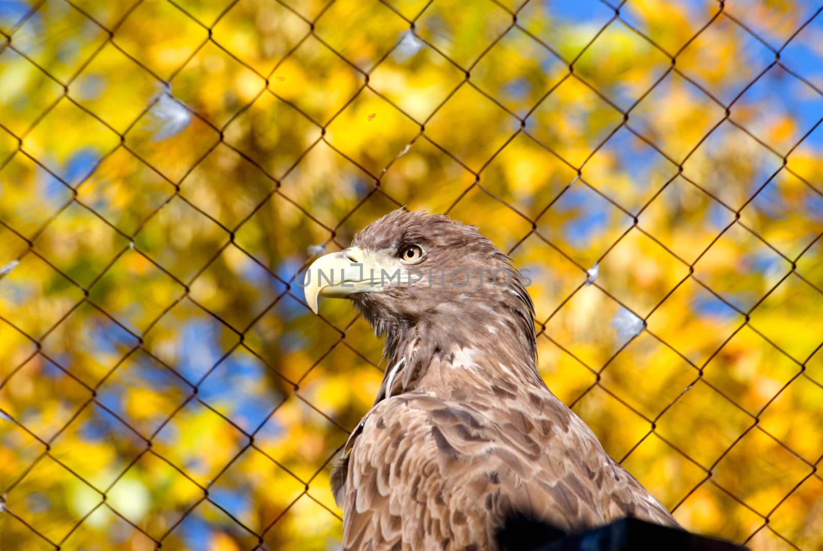 White-tailed (sea) eagle sits in a cage in a zoo on a background of yellow leaves
