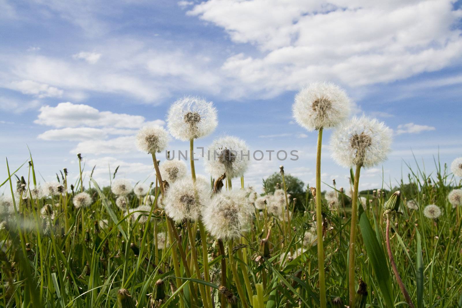 Extra close up of the dandelion on the cloudy sky background