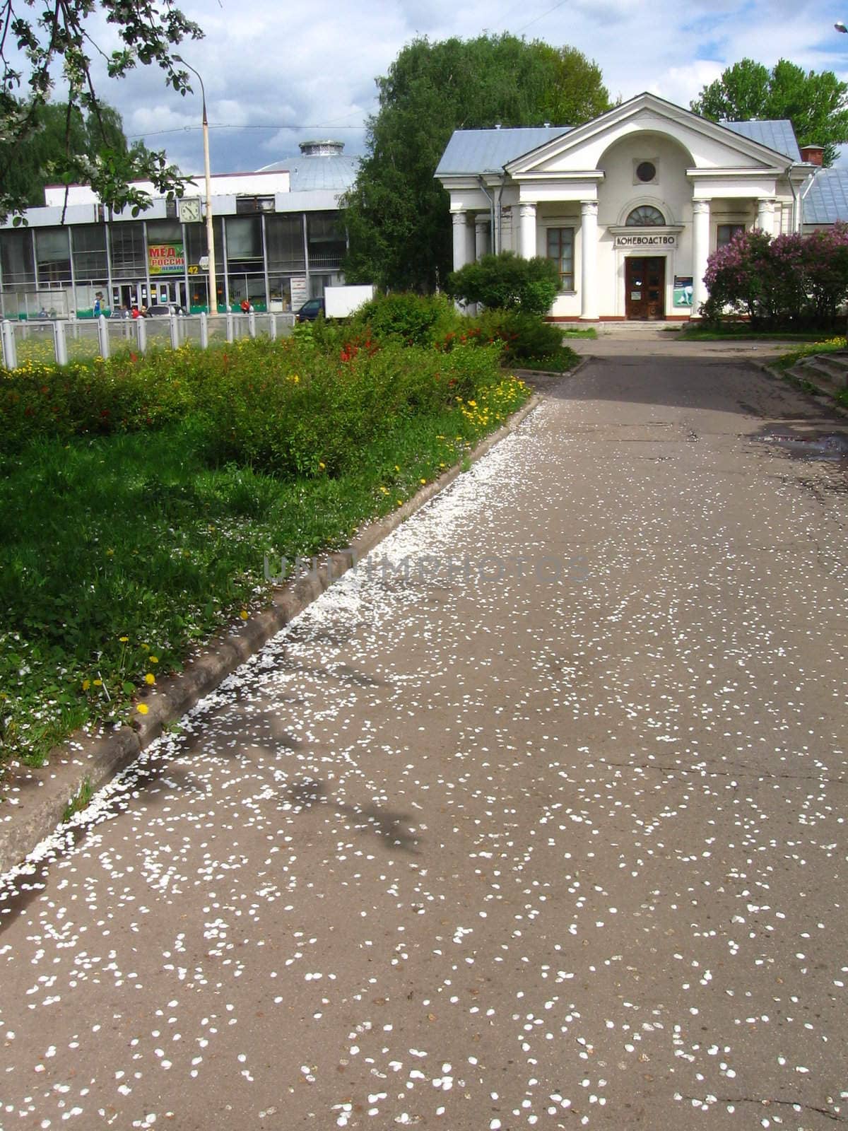 There are a lot of apple-tree petals on the asphalt