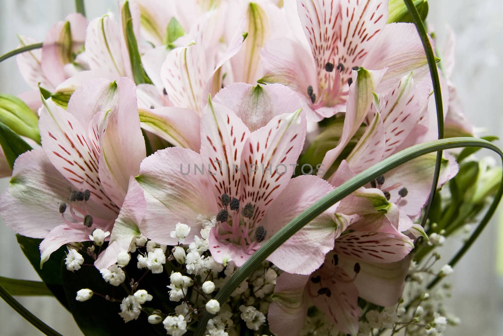 Beautiful pink flower astromeria background