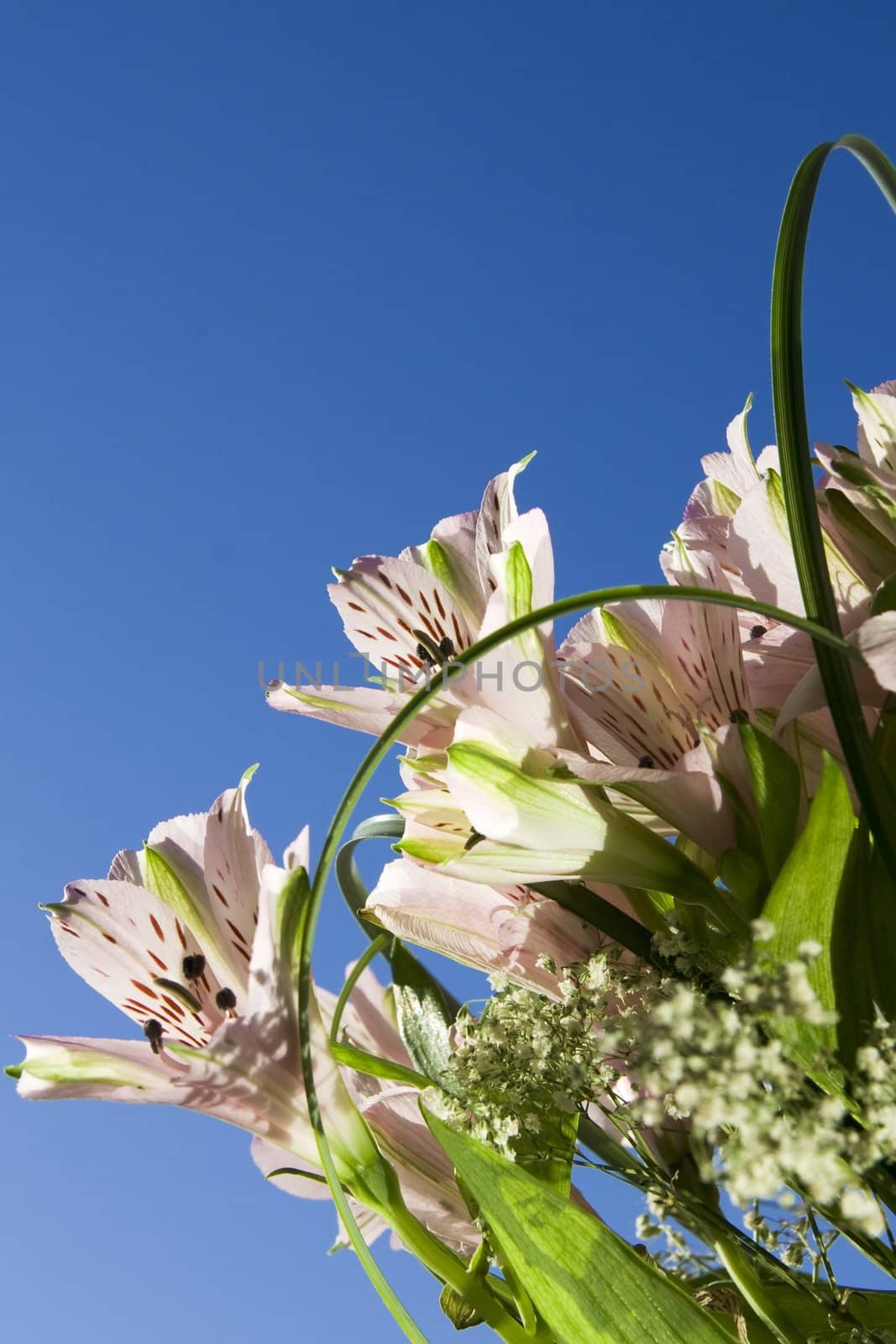 Beautiful pink flower astromeria on blue sky background