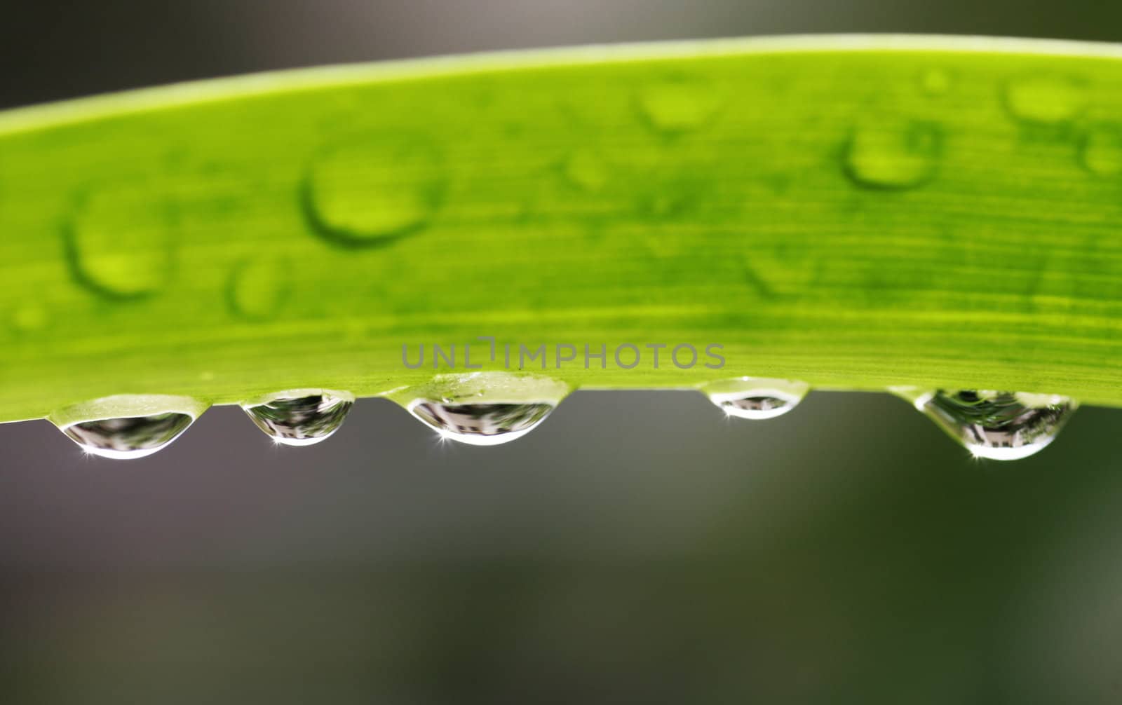 Leaf With Waterdrops by thorsten