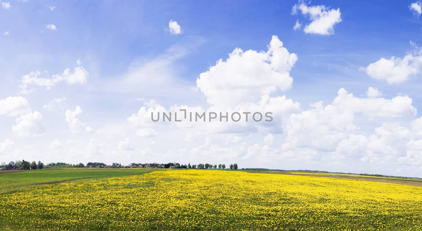 Panorama Lithuanian rural areas with blue sky and dandelion field