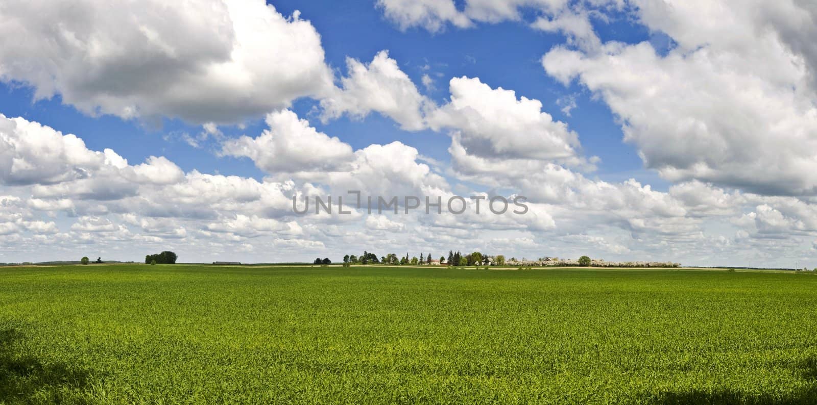 Landscape BIG panorama - field, trees and blue cloudy sky (ideal for background or wallpaper)