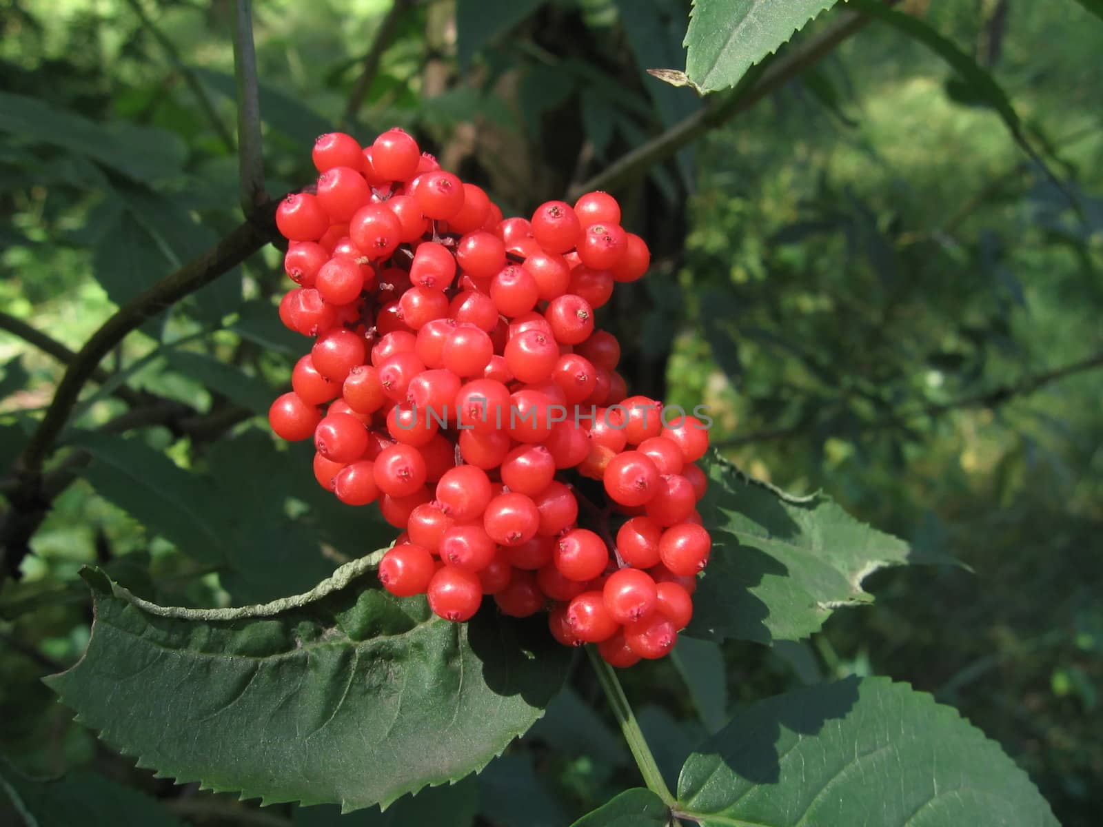 Red round berries on a green background