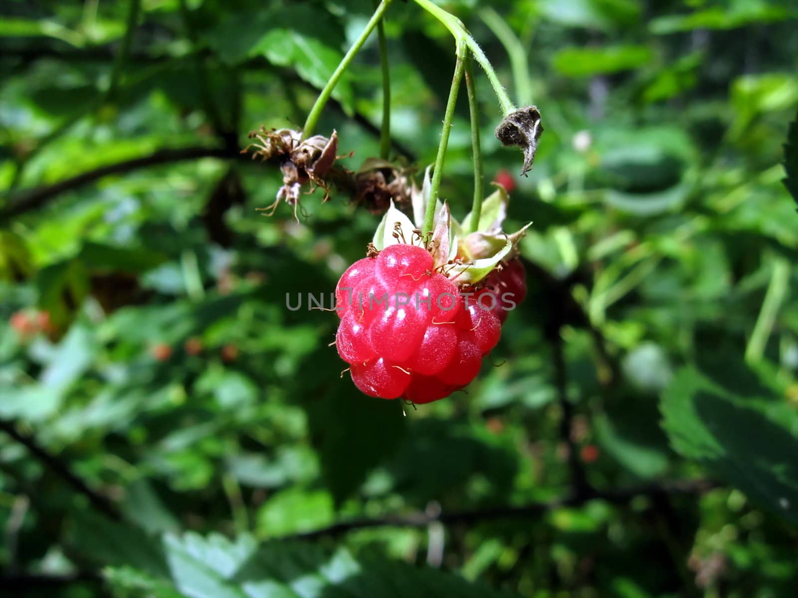 Ripe juicy raspberry on a background of forest