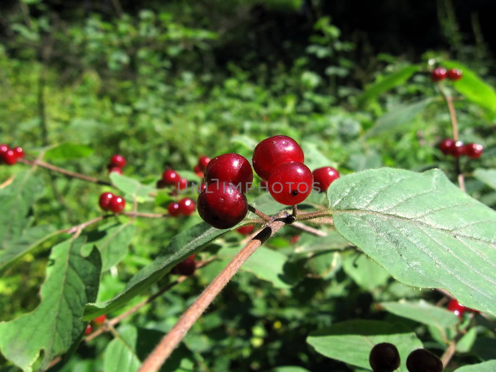 Red round berries on a green background