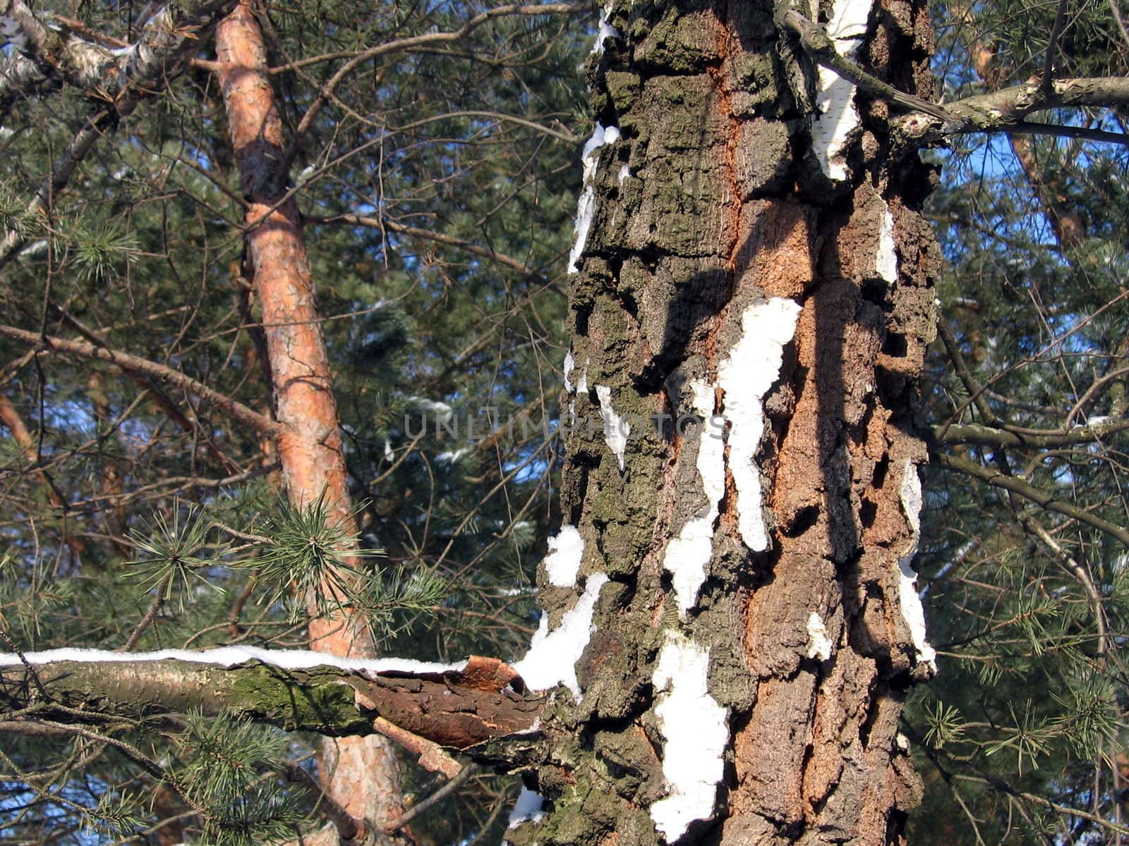 Trunk of birch on a background of pine forest