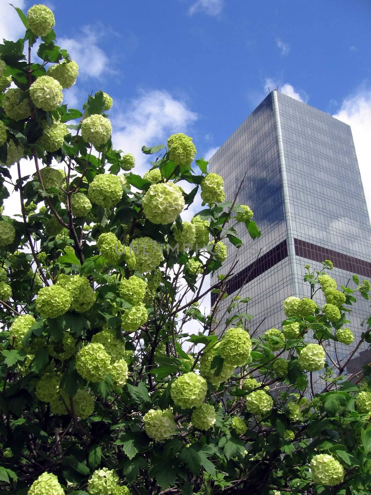 Blossoming bush on a background of building