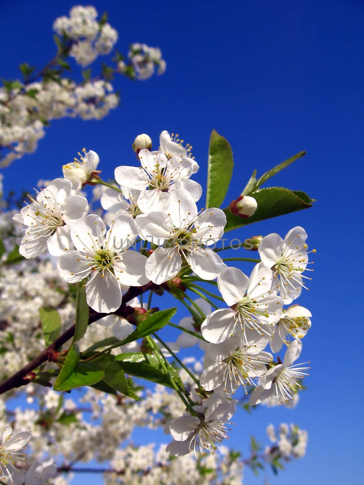 Blossoming cherry-tree on a background of blue sky