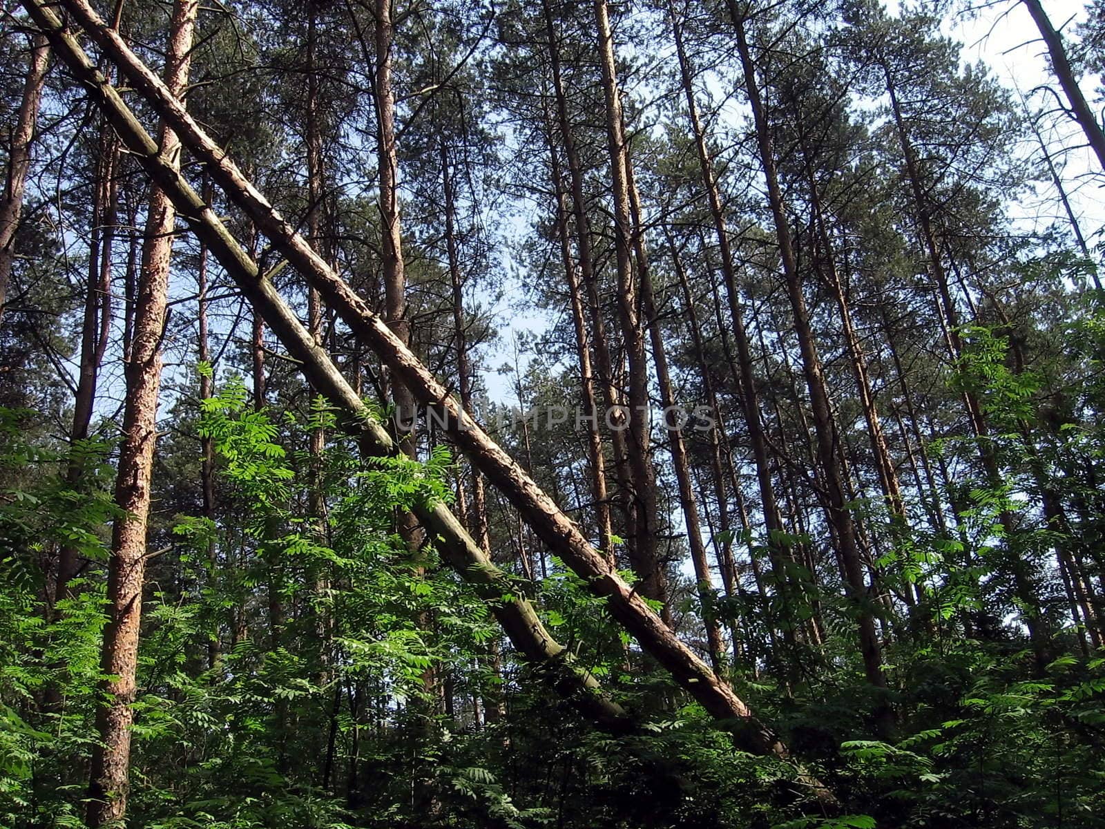 Two fallen trees on a background of other trees in the forest