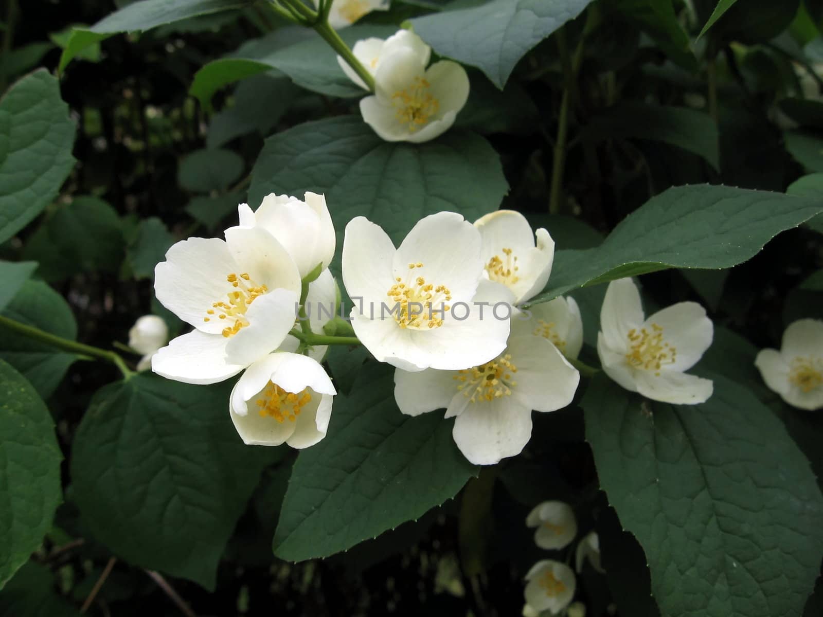 White jasmine flowers on a background of green leaves
