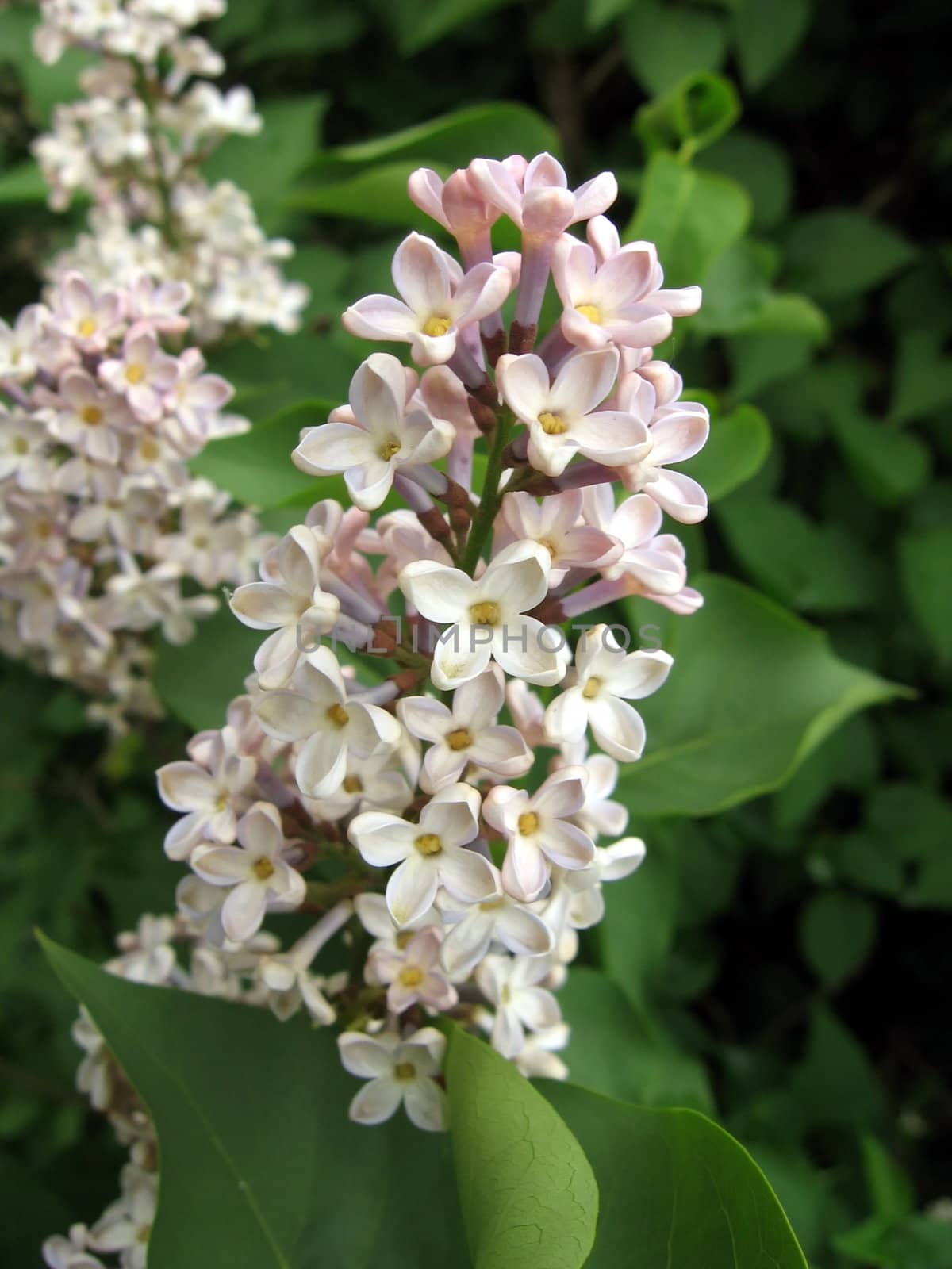 Lilac flowers by tomatto