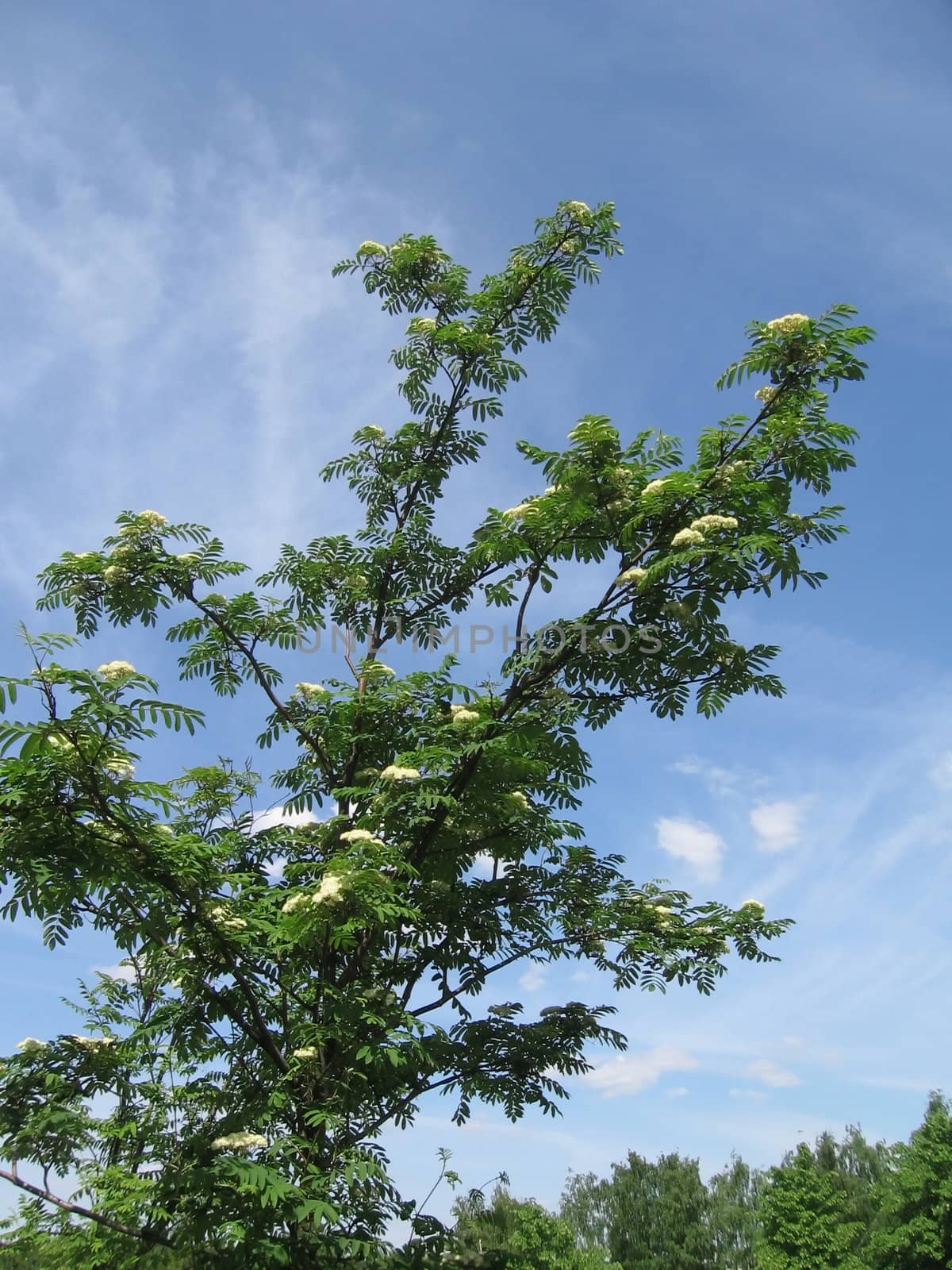 Blossoming mountain ash on a background of blue sky