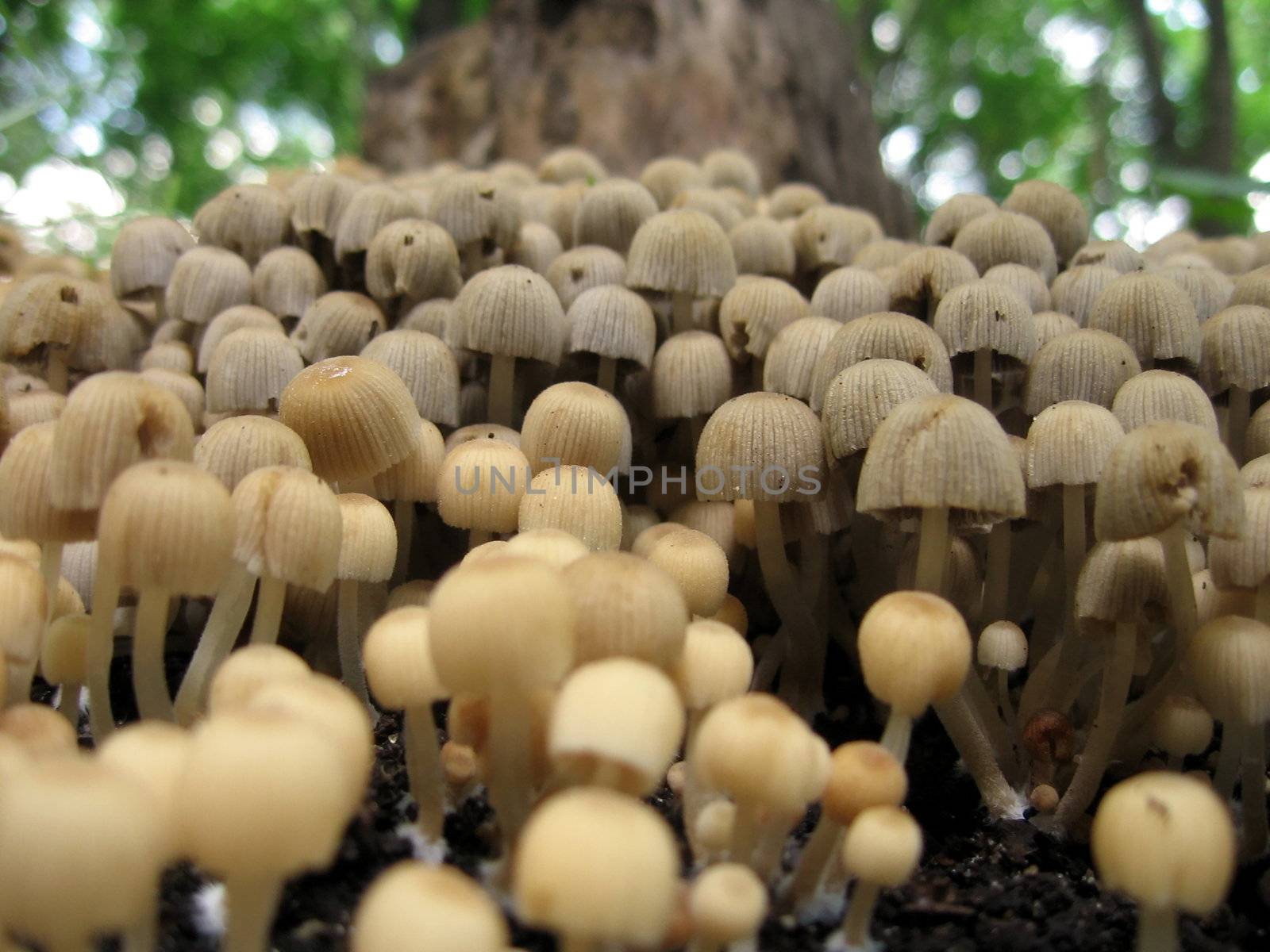 Mushrooms by tomatto