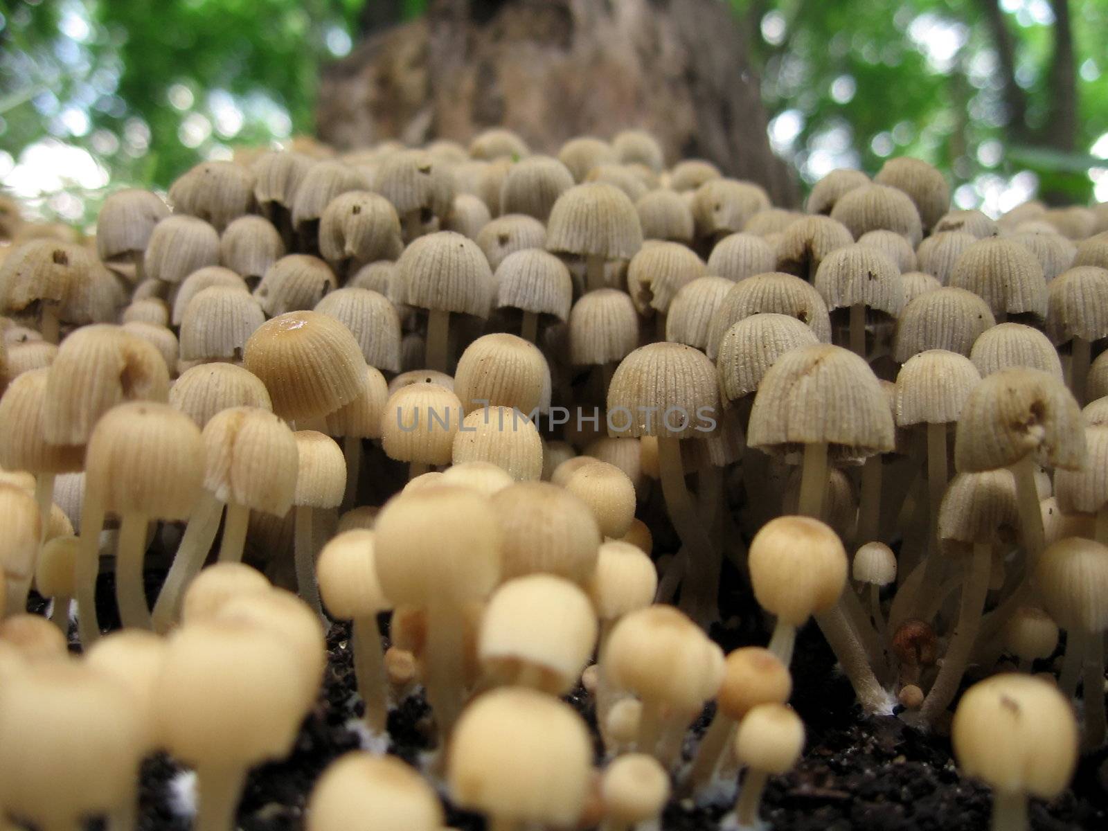 A lot of various mushrooms under the tree