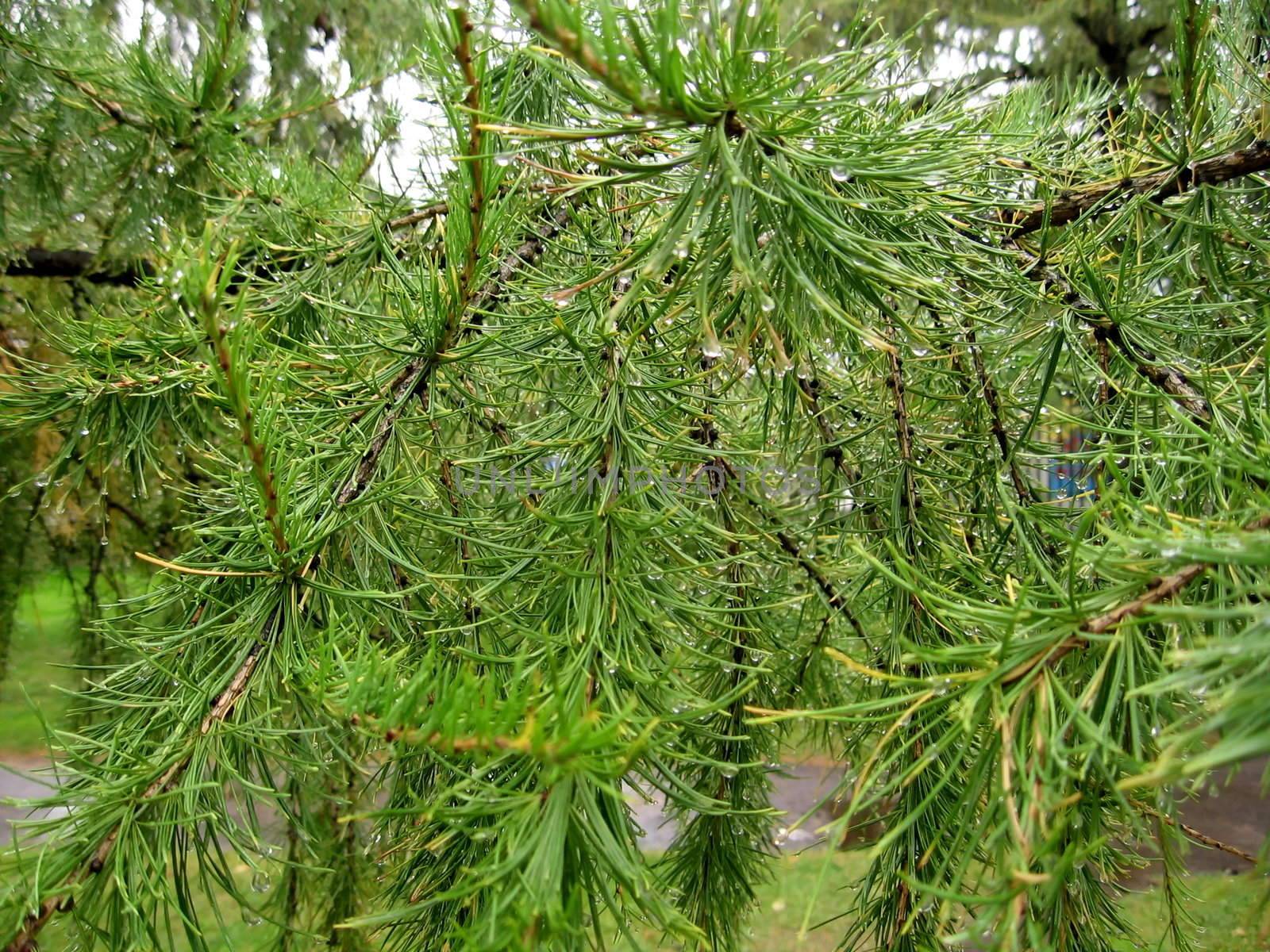 Green pine needles on a green background