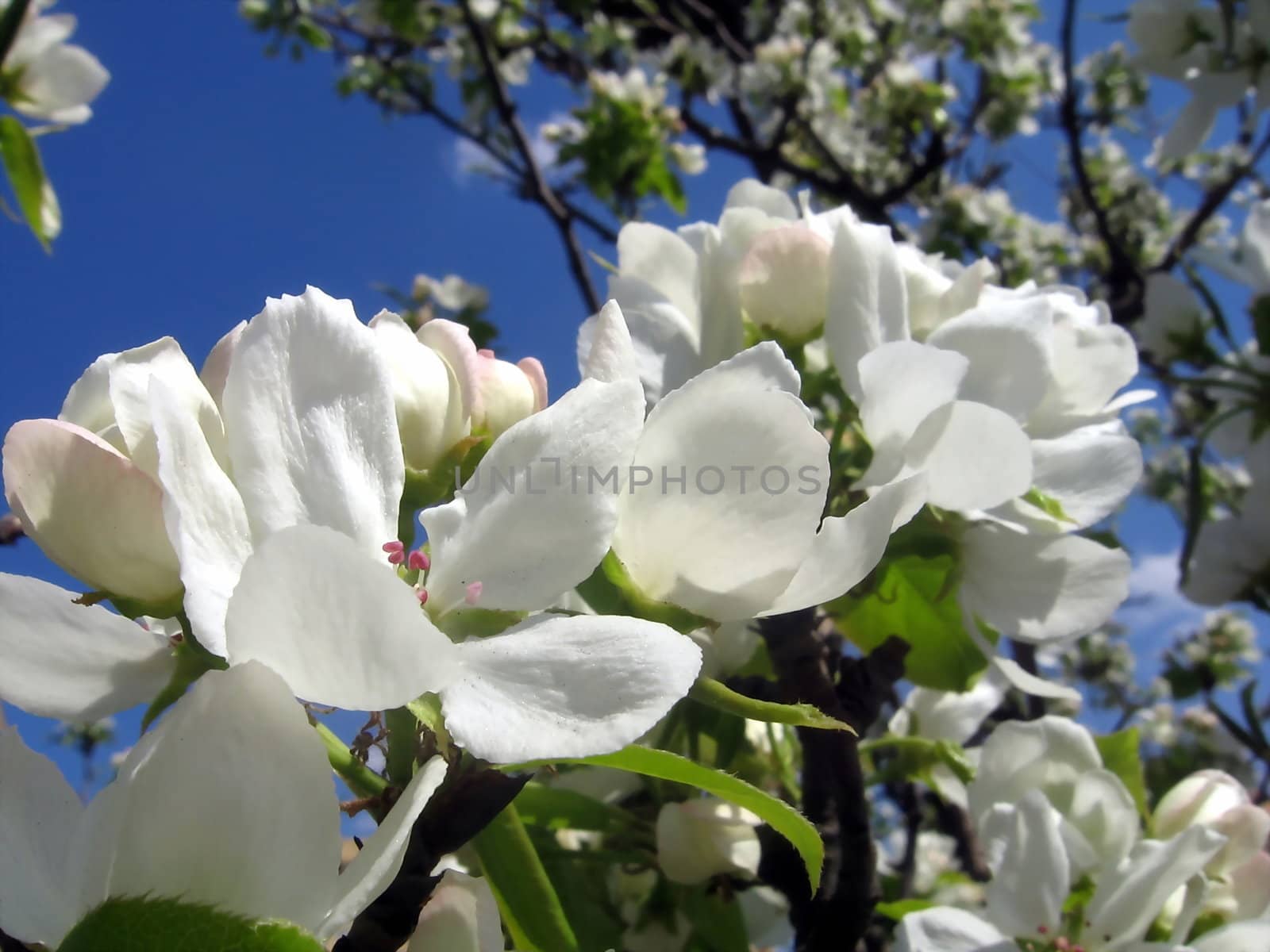 Blossoming apple-tree on a background of blue sky
