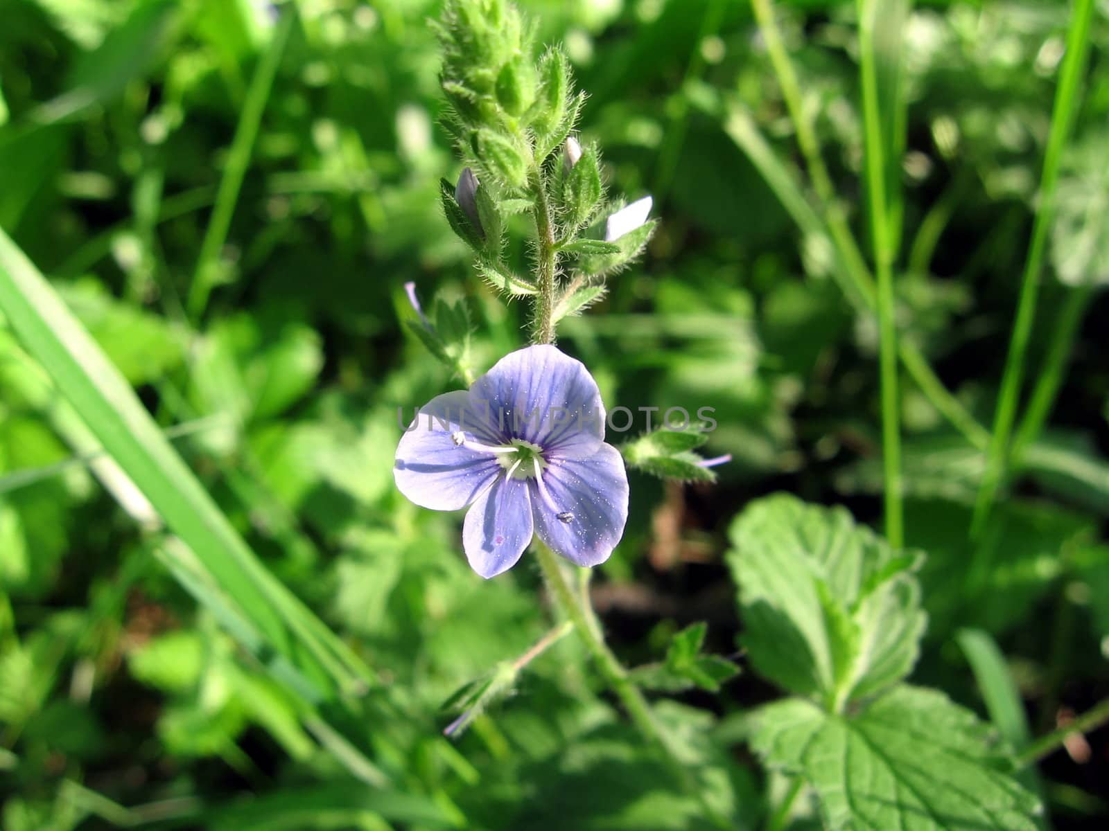 Blue flower by tomatto