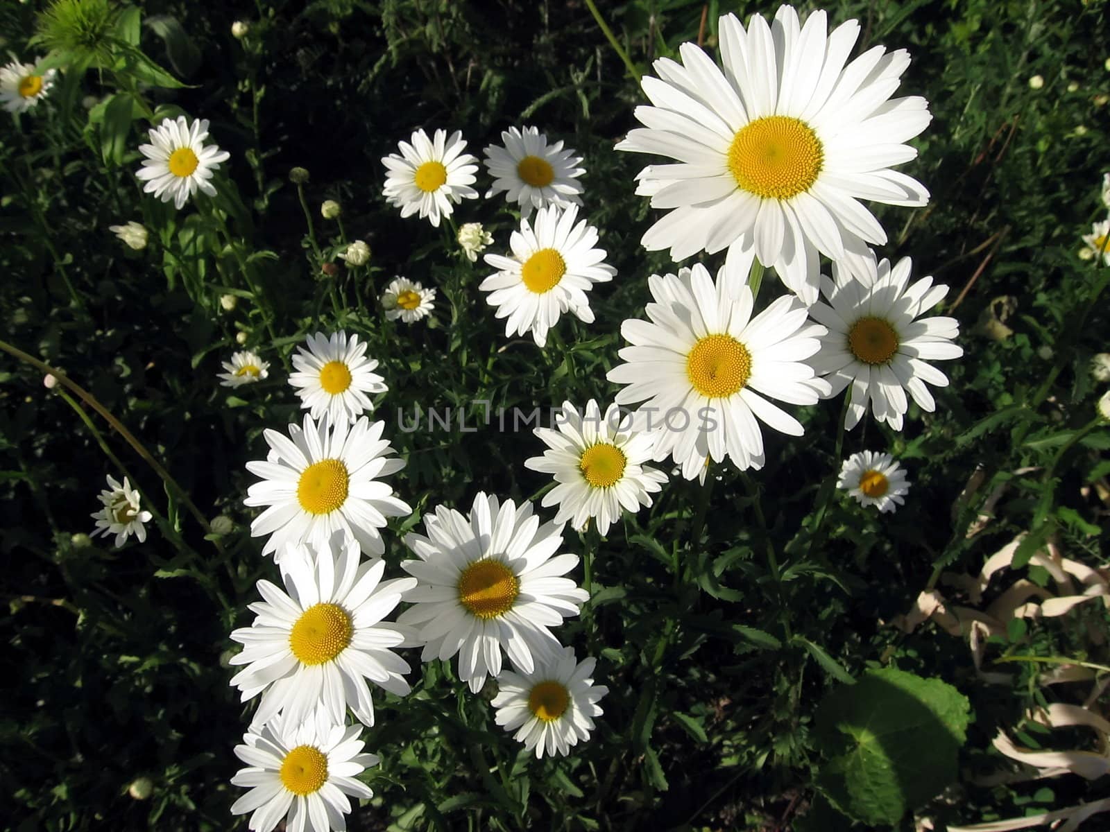 A lawn with very beautiful different white camomiles