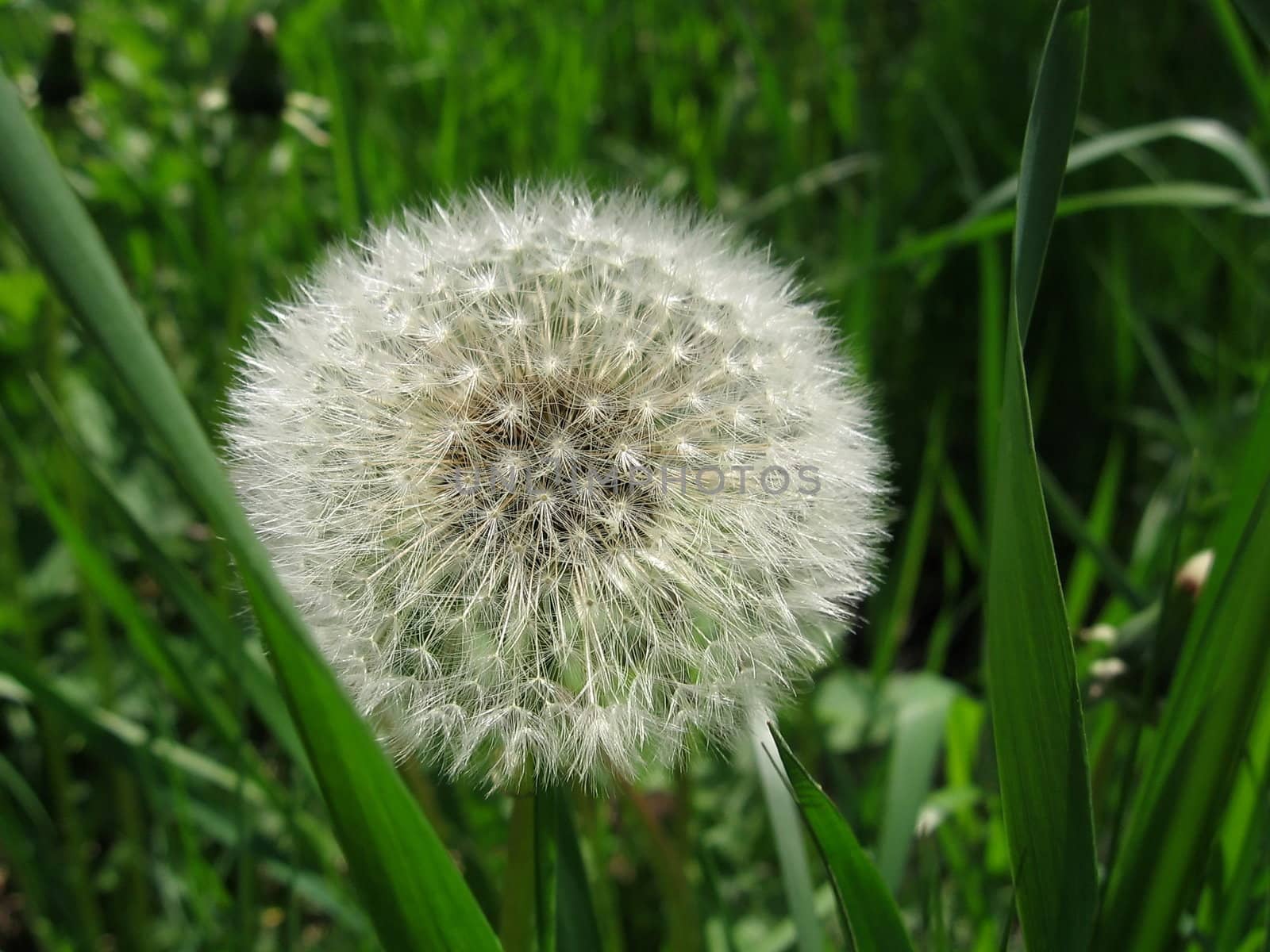 Single white dandelion on a background of green grass