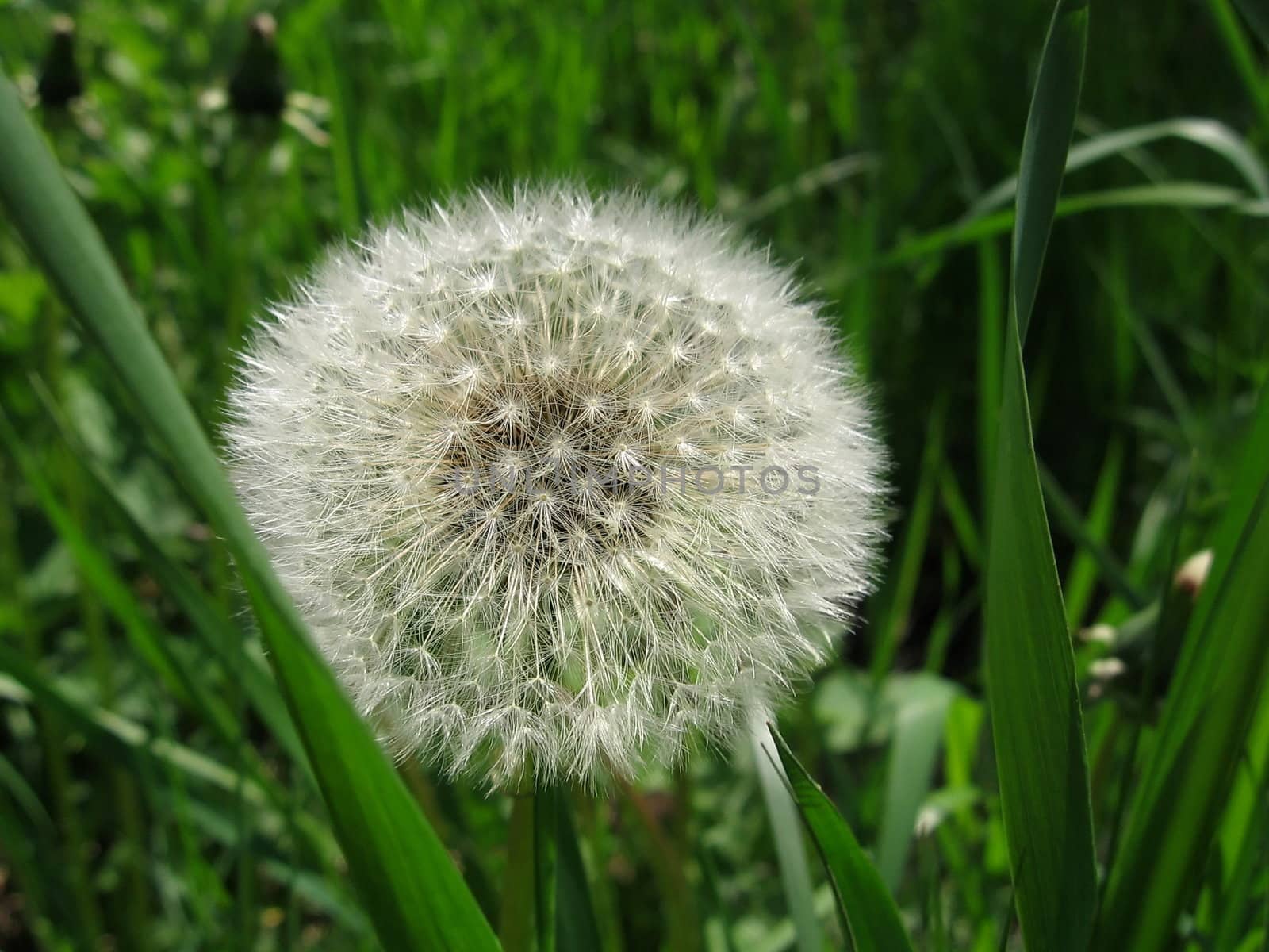 Dandelion in field by tomatto