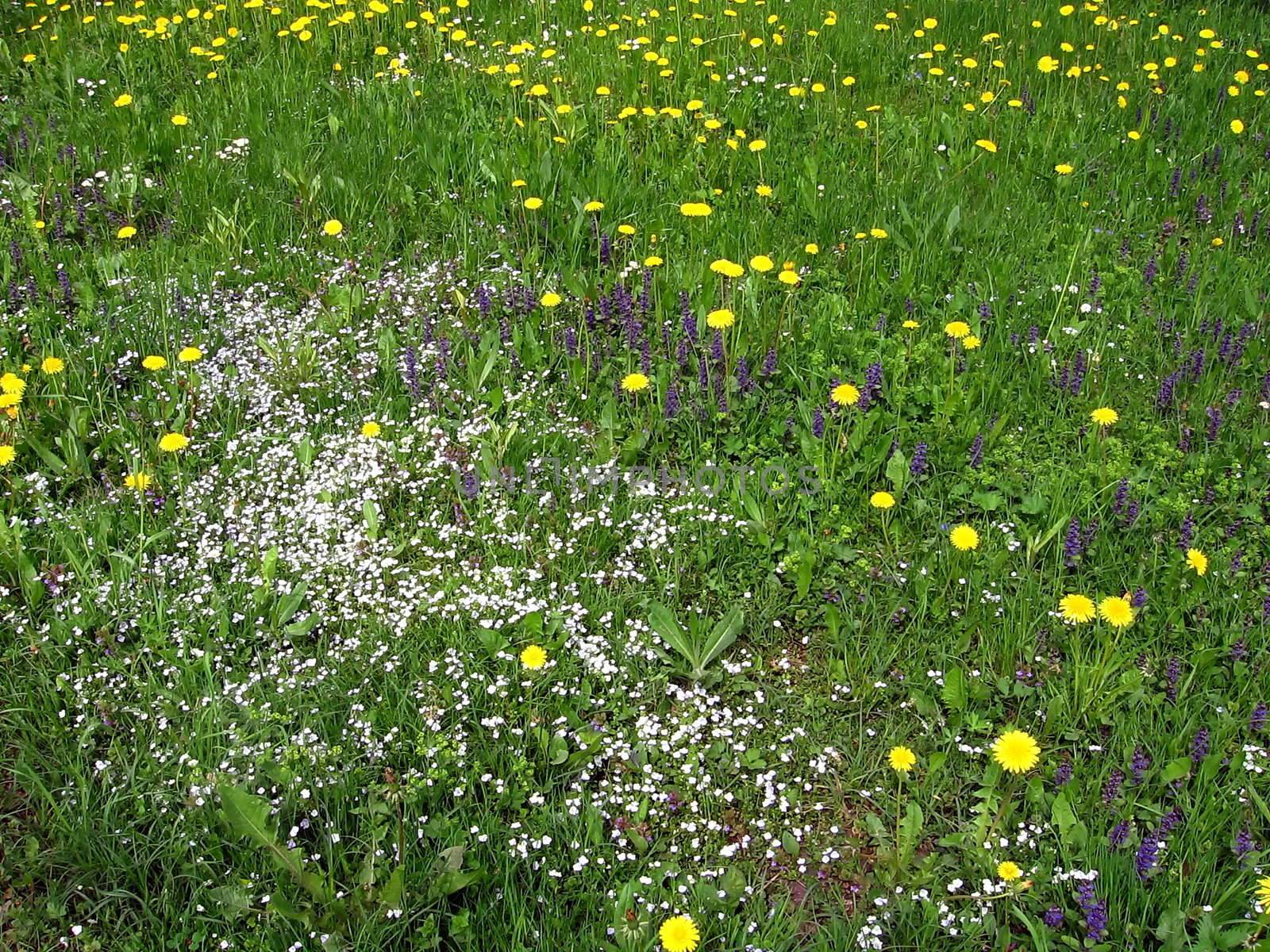 Colour field with a lot of various flowers