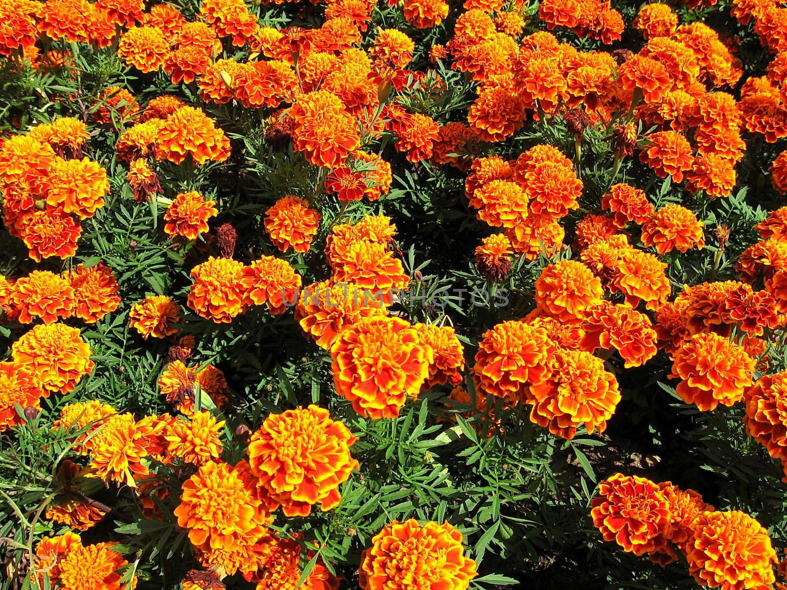 Background of orange marigolds on the bed