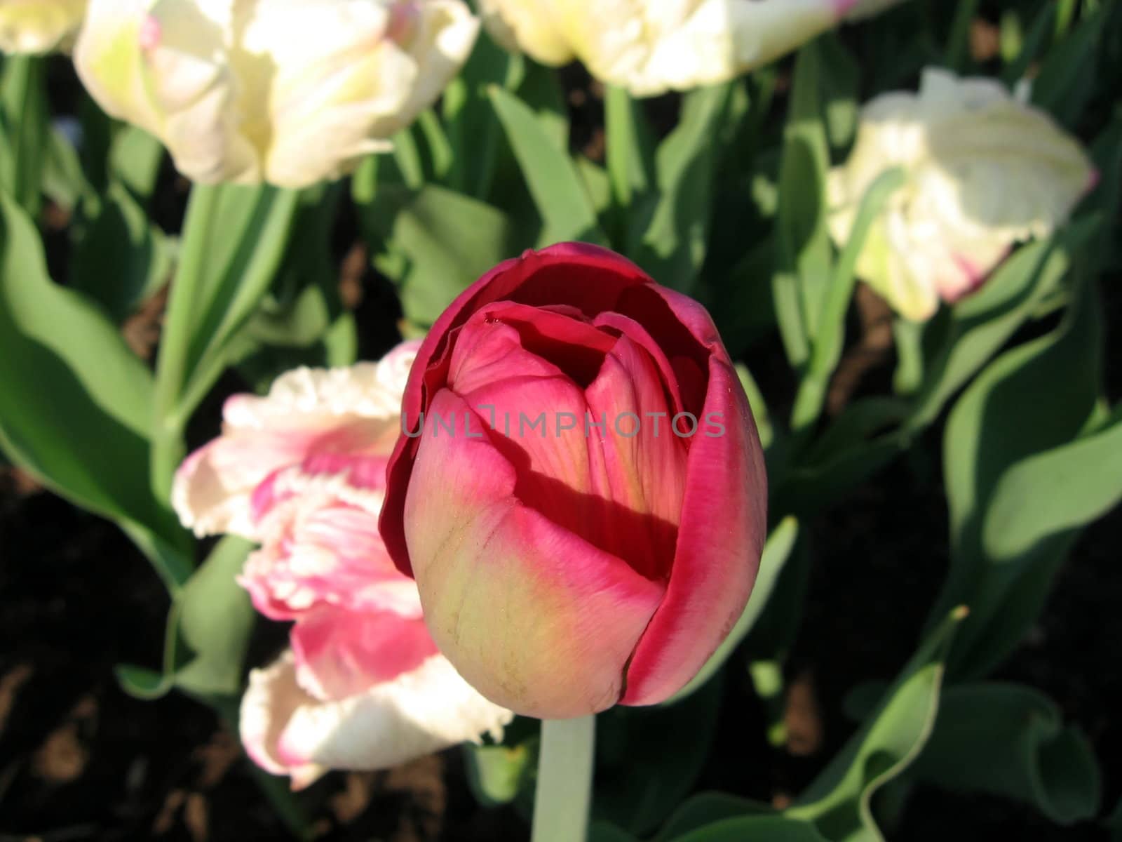 Single red tulip on a background of white tulips