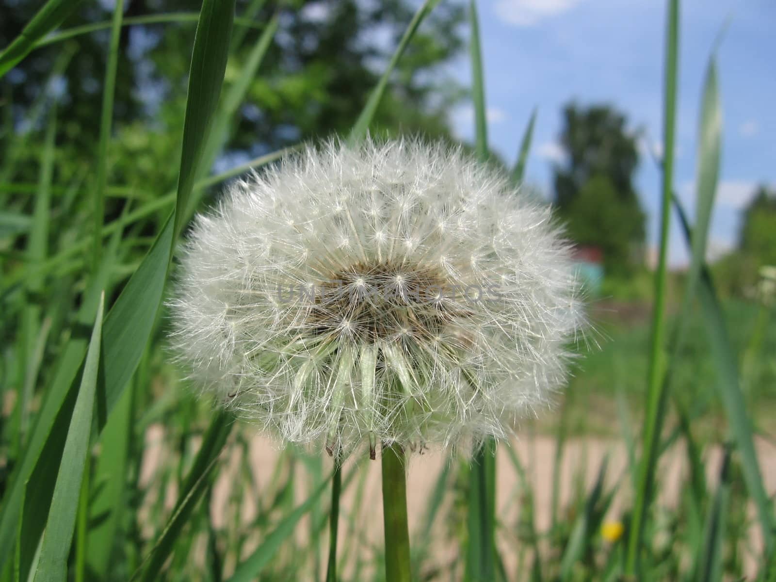 Single dandelion by tomatto