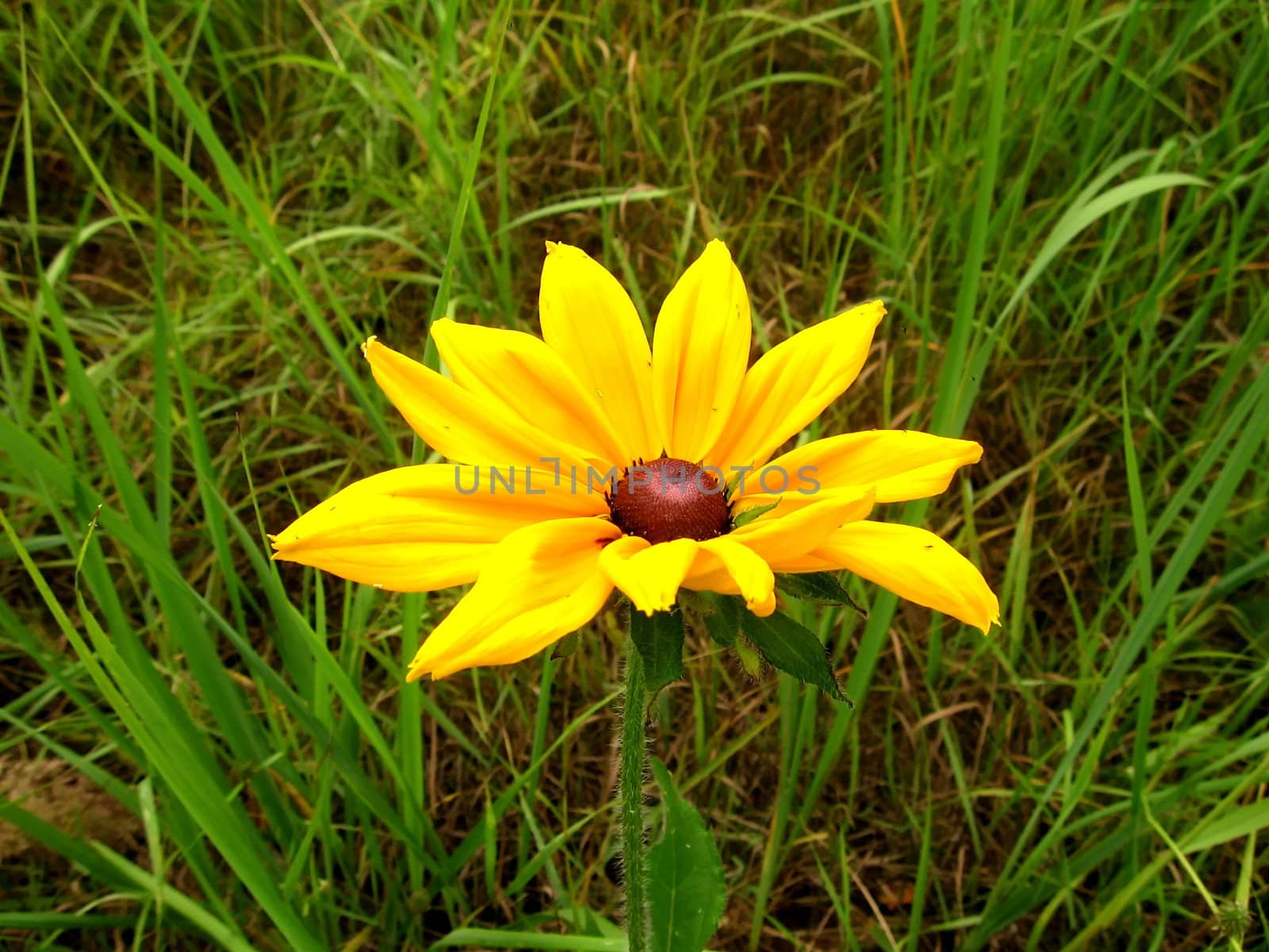 Yellow flower on a background of green grass